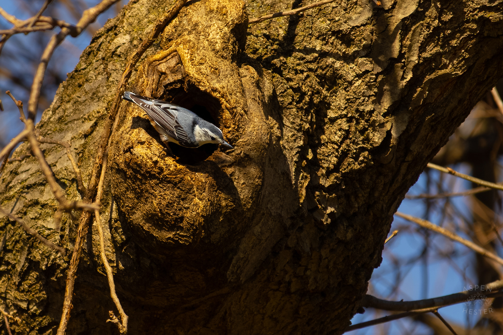 A Female White-Breasted Nuthatch Dances Around Her Tree Hollow Home in Wendell Moore Park Right Before Spring. March 18th, 2025/Aspen Hester