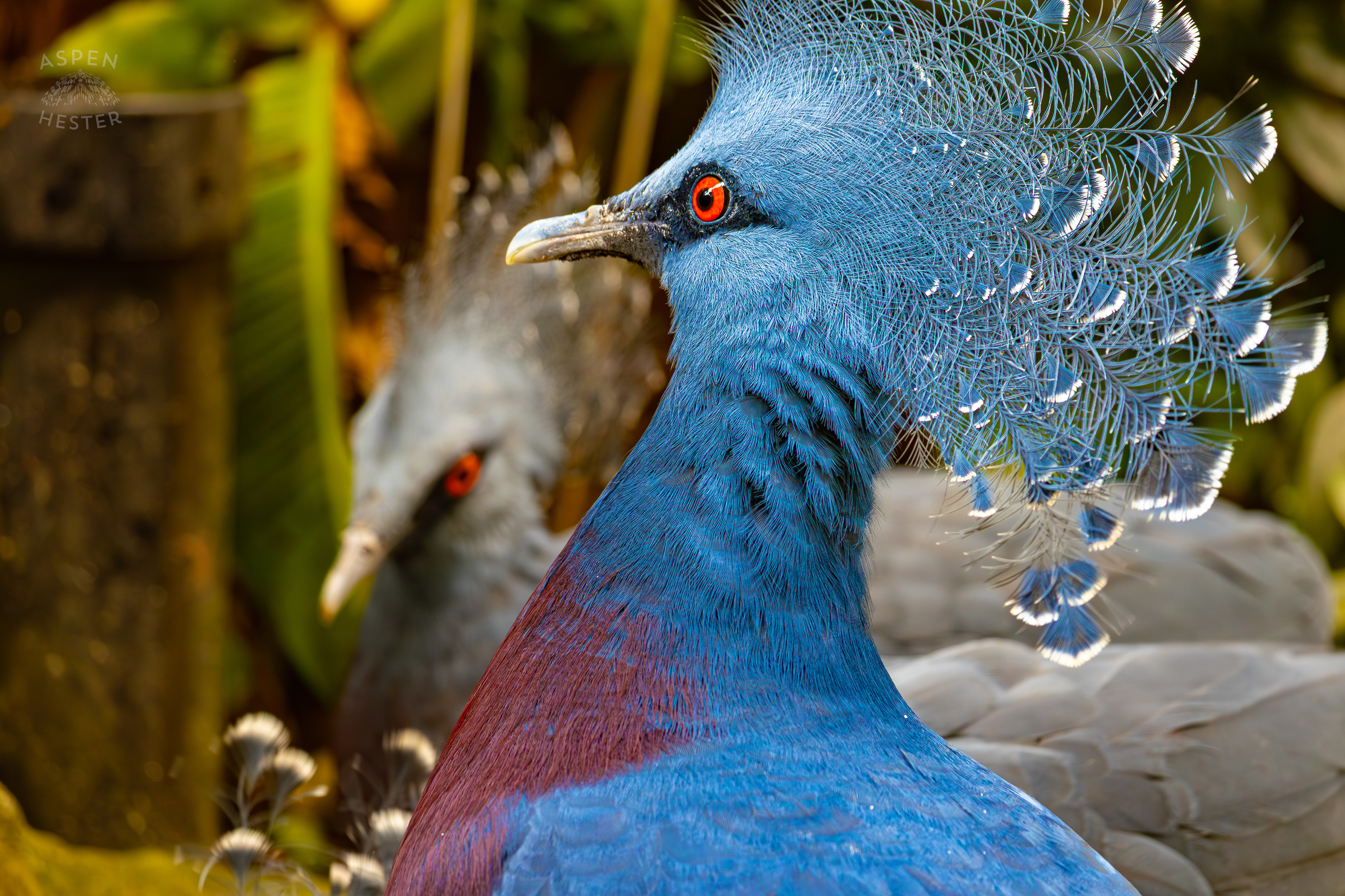 A Victoria Crowned Pigeon in The Rainforest Inside The National Aviary in Pittsburgh Pennsylvania. February 26th, 2025/Aspen Hester