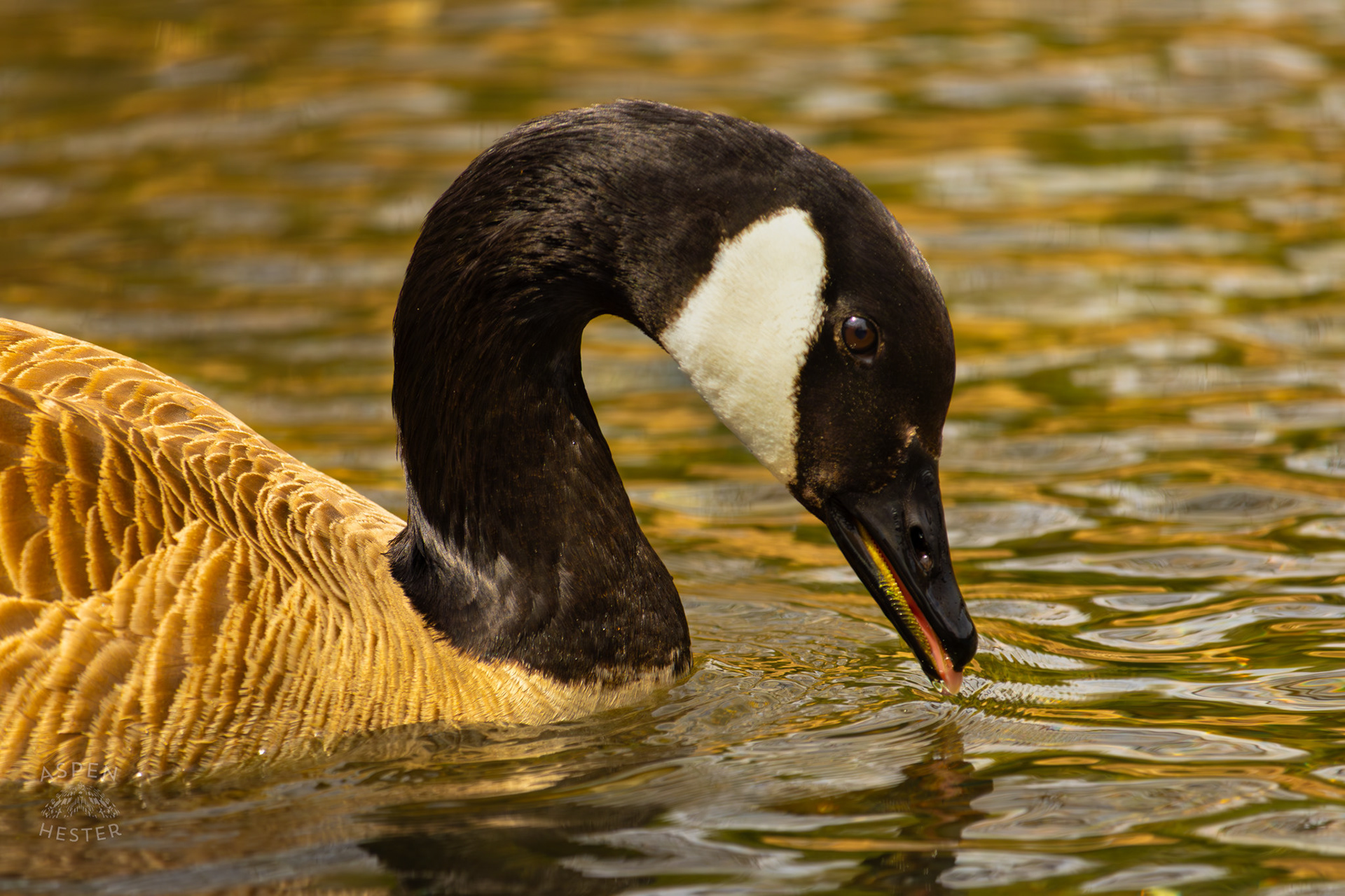 A Goose Sips From Middle Fork Beargrass Creek Where It Runs Through Brown Park. April 14th, 2025/Aspen Hester