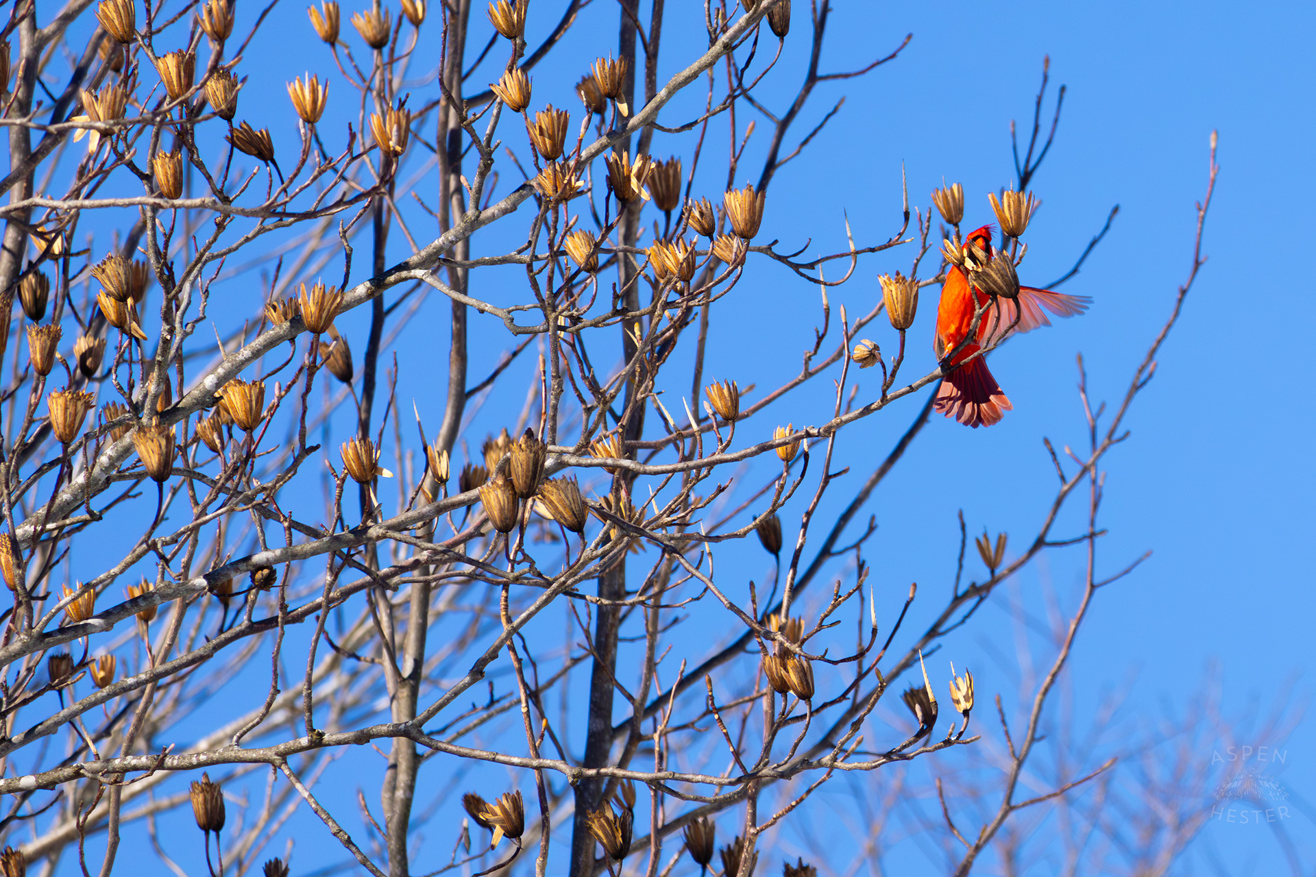  A Male Cardinal Flies From Branch to Branch in A Tulip Tree in my Snowy Backyard. January 13th, 2025/Aspen Hester