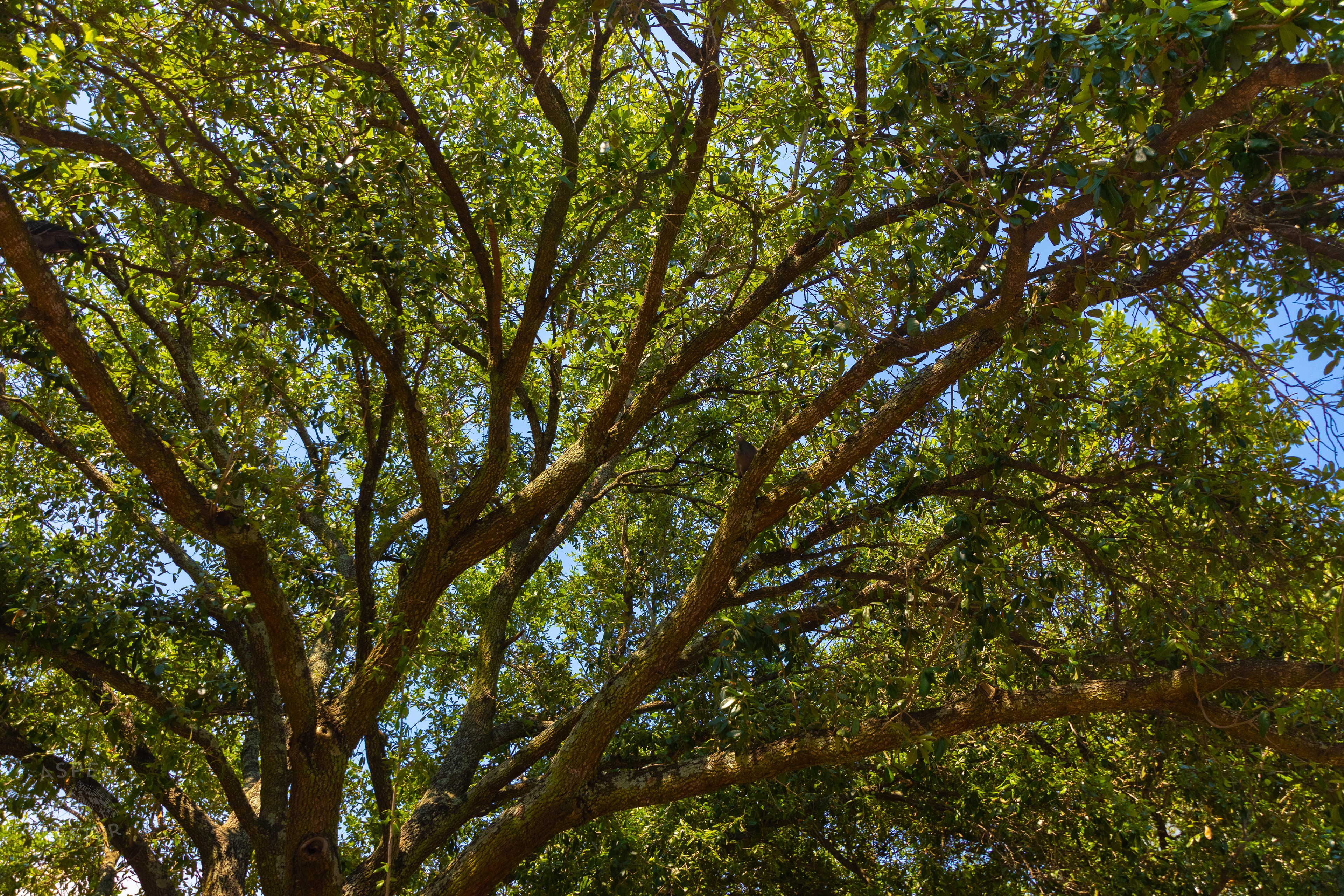 Oak Tree in Savannah Georgia. June 26th, 2024/Aspen Hester