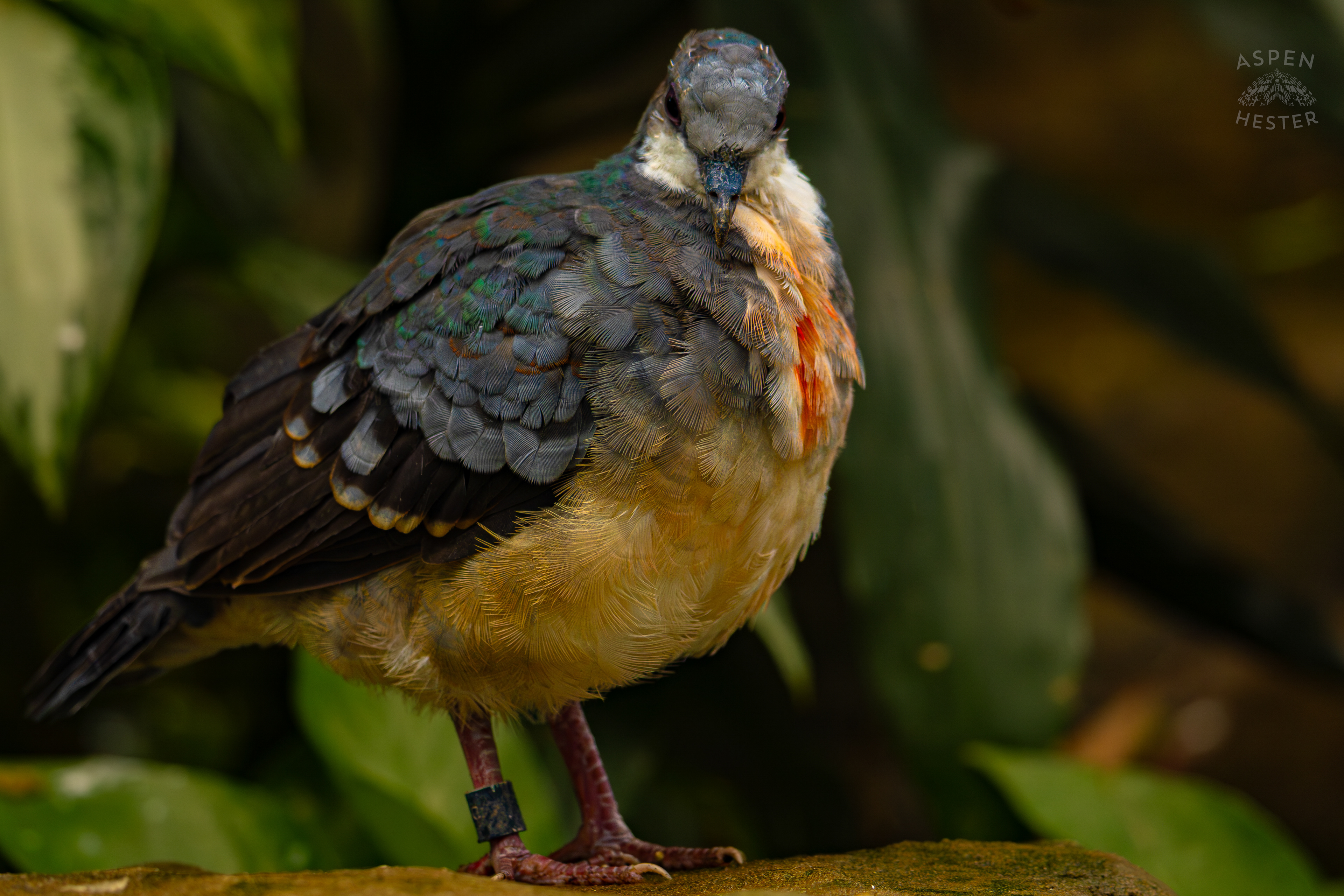 A Luzon Bleeding Heart Dove Puff Its Feathers On A Branch In The Rainforest Inside The National Aviary in Pittsburgh Pennsylvania. February 26th, 2025/Aspen Hester