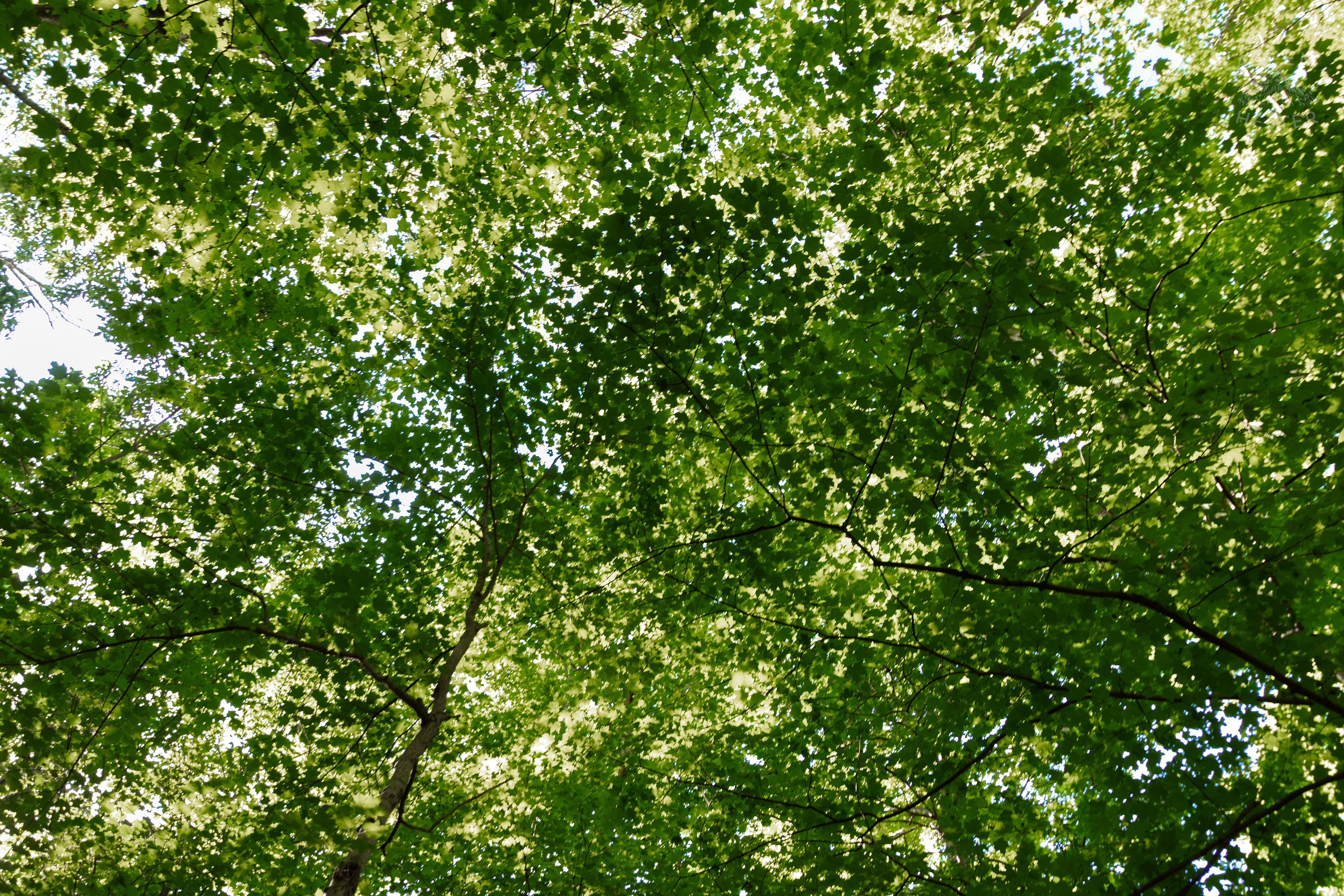 Sunlit Foliage in Cherokee Park. June 11th, 2024/Aspen Hester
