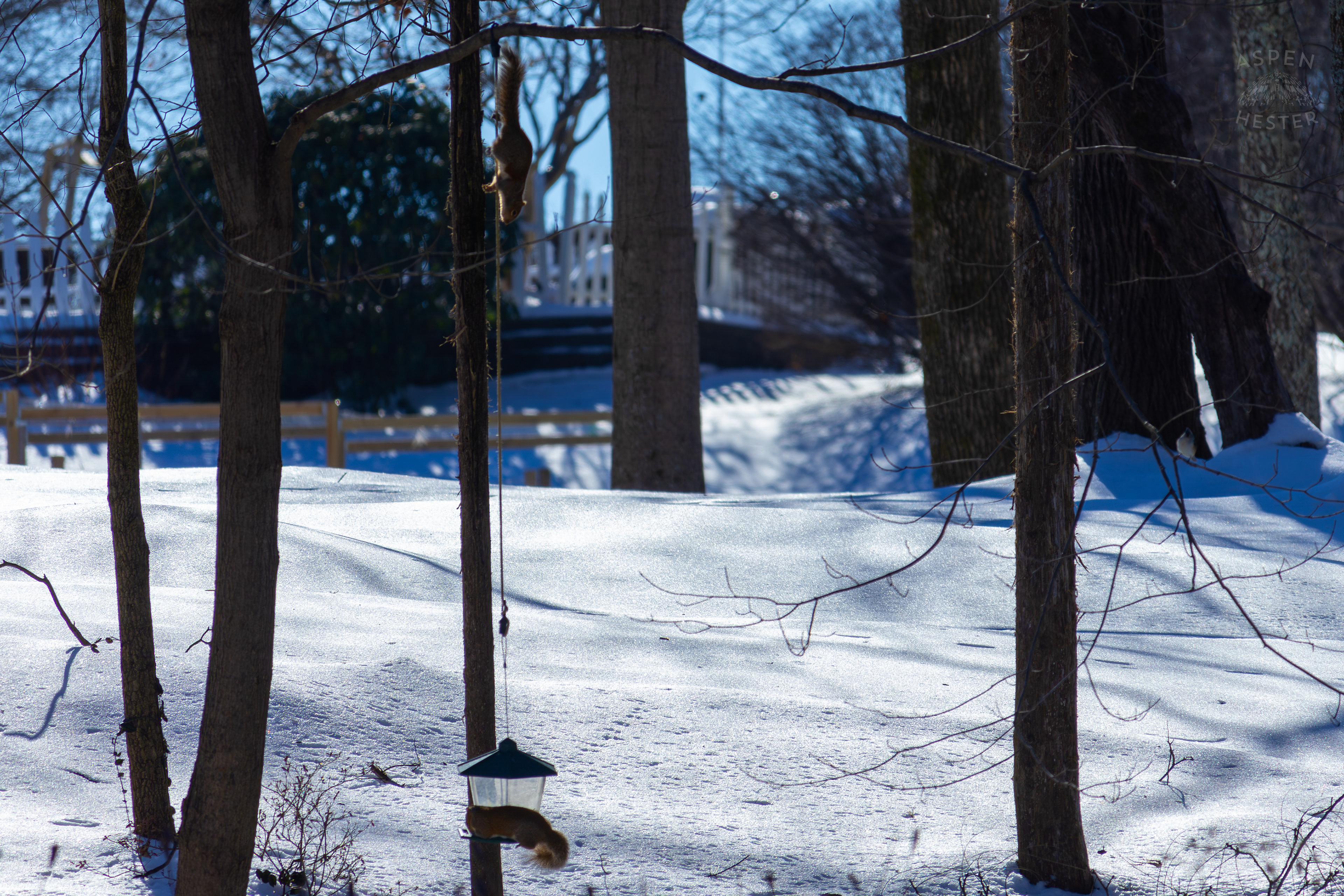 Two Squirrels Swing from A Bird Feeder Surrounded by The Snowy Landscape of my Backyard. January 13th, 2025/Aspen Hester