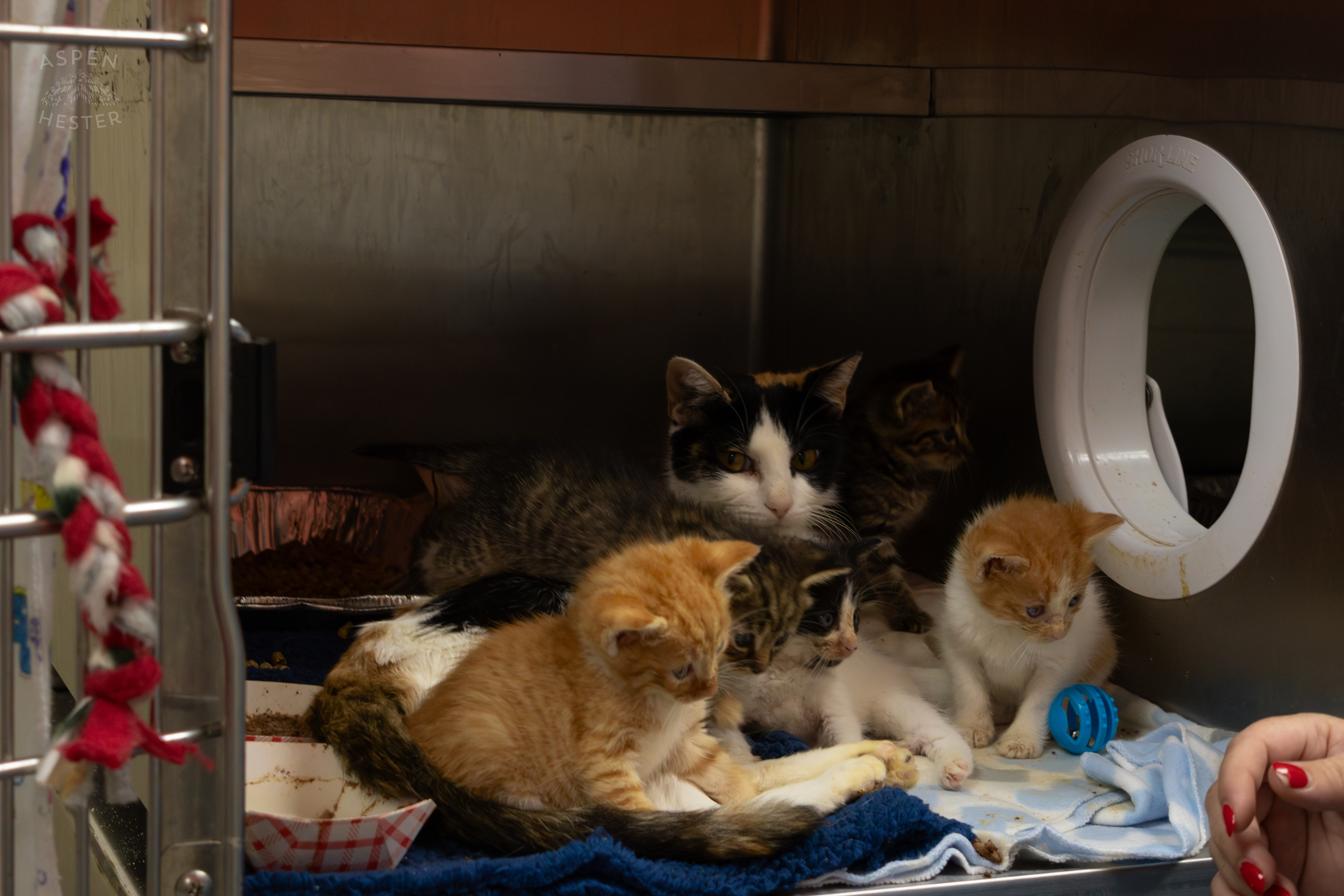 A Mother Cat and Her Kittens During A Telethon that Raised $8000+ for Louisville Metro Animal Services. August 28th, 2024/Aspen Hester