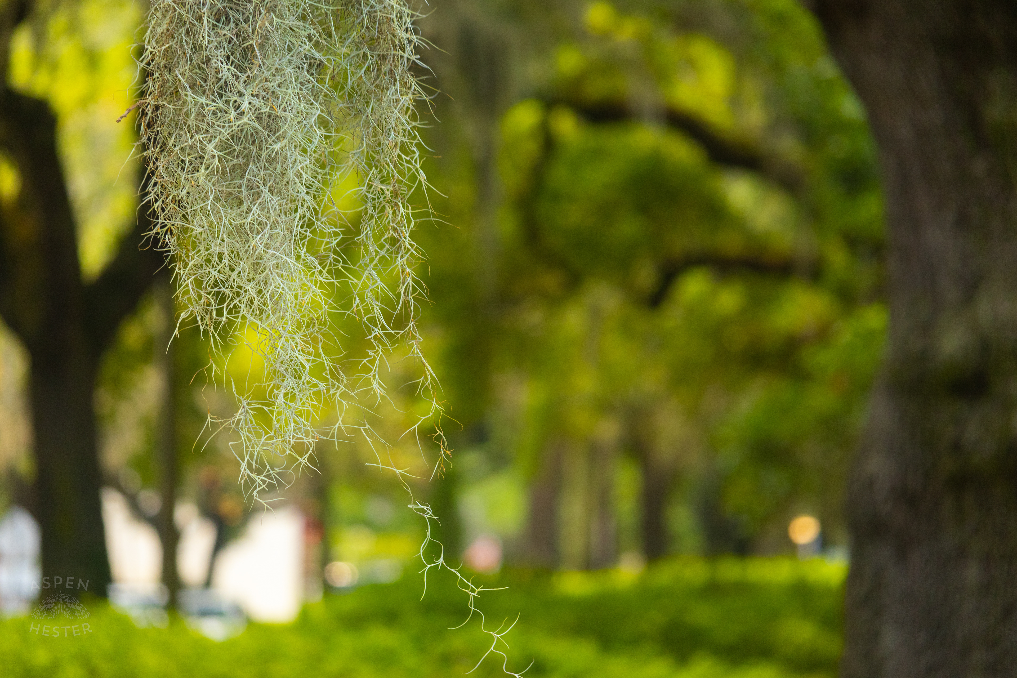 Spanish Moss in Savannah Georgia. June 26th, 2024/Aspen Hester