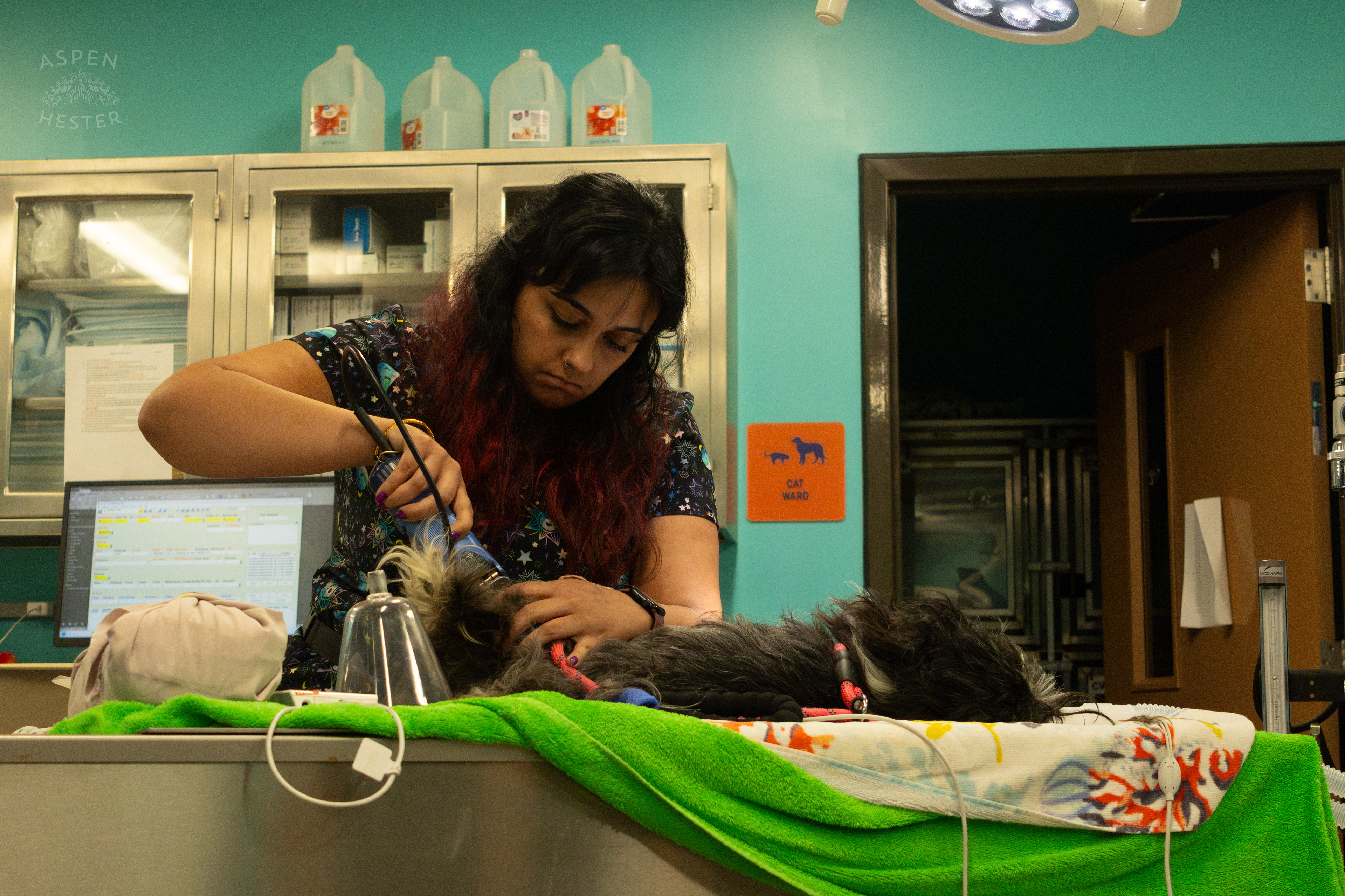 A Vet Student Performing Surgery During A WHAS-11 Telethon that Raised $8000+ for Louisville Metro Animal Services. August 28th, 2024/Aspen Hester