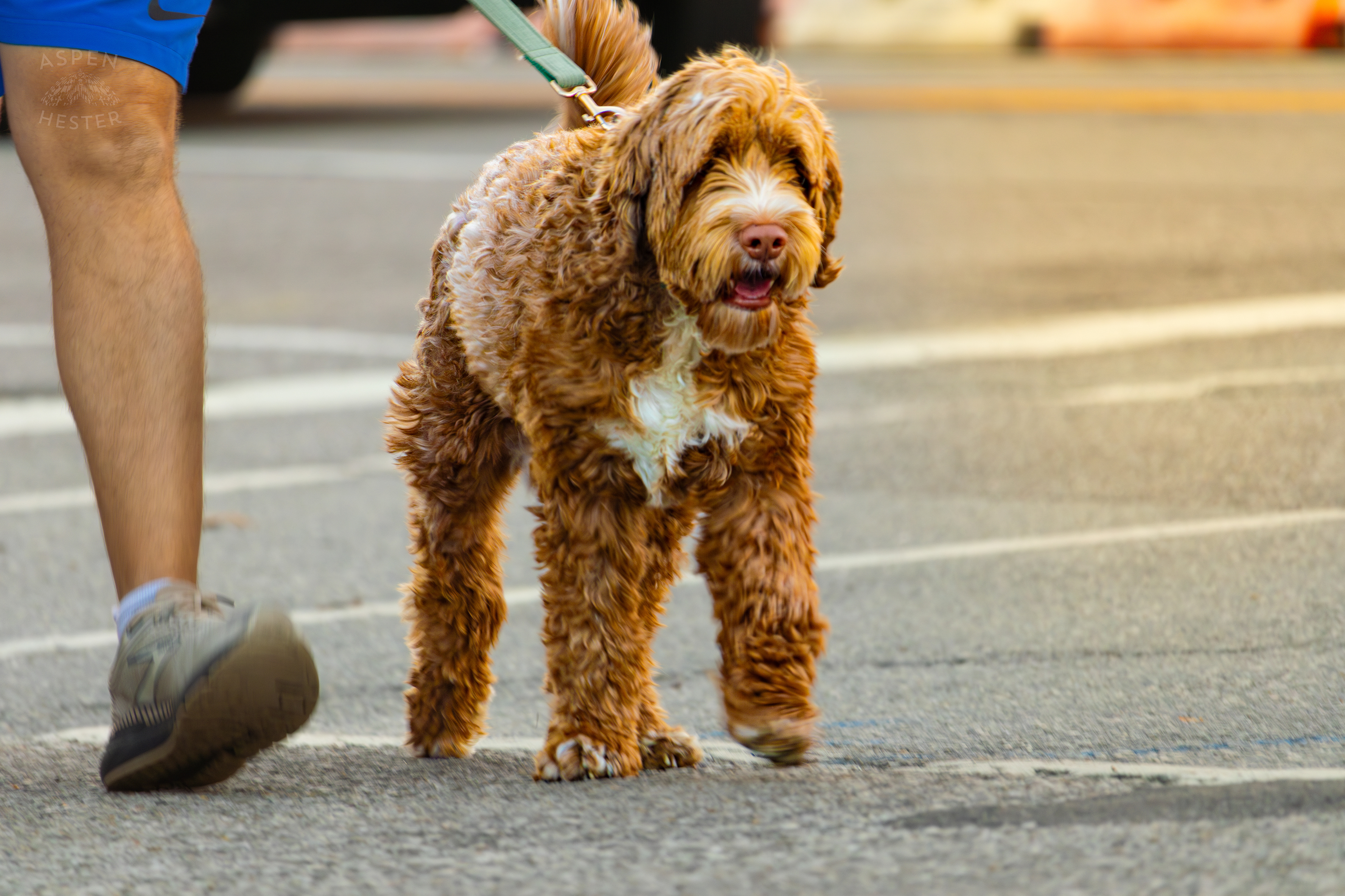 Dog Out for A Walk In Nulu on A Saturday Evening. November 14th, 2024/Aspen Hester