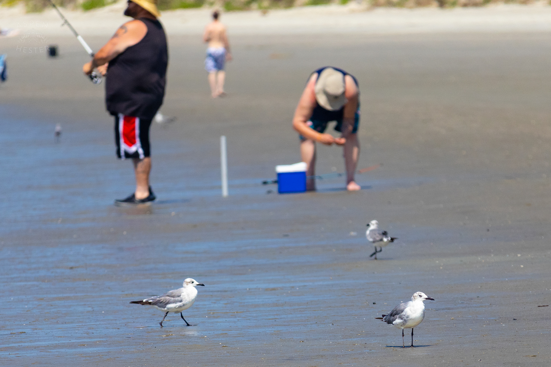 Seagulls and Fishers on The Beach of Tybee Island Georgia. June 25th, 2024/Aspen Hester