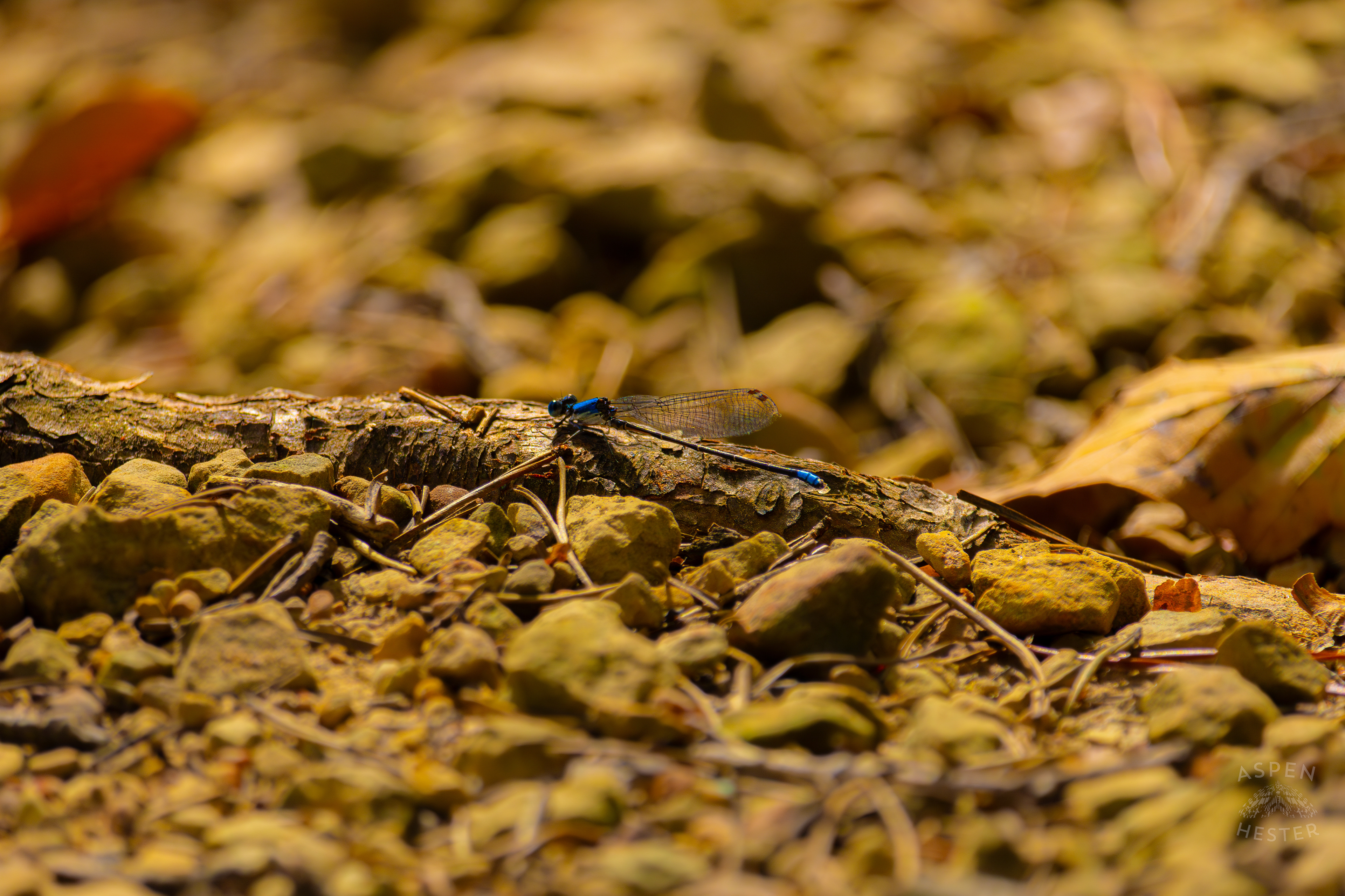 A Blue-Tailed Damselfly Rests on A Stick Inside Jefferson Memorial Forest. September 3rd, 2024/Aspen Hester