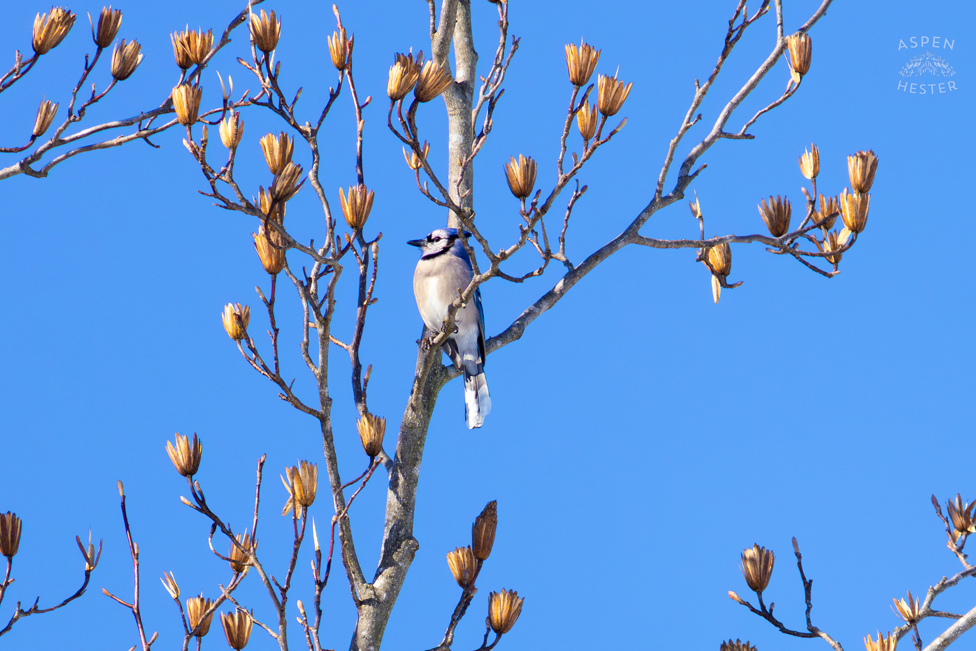 A Blue Jay Sits in A Tulip Tree in The Snowy Landscape of my Backyard. January 13th, 2025/Aspen Hester