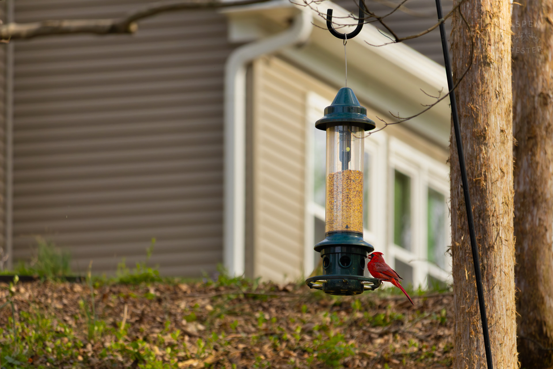 A Male Cardinal Eats From A Birdfeeder in My Neighbor's Yard. March 29th, 2026/Aspen Hester