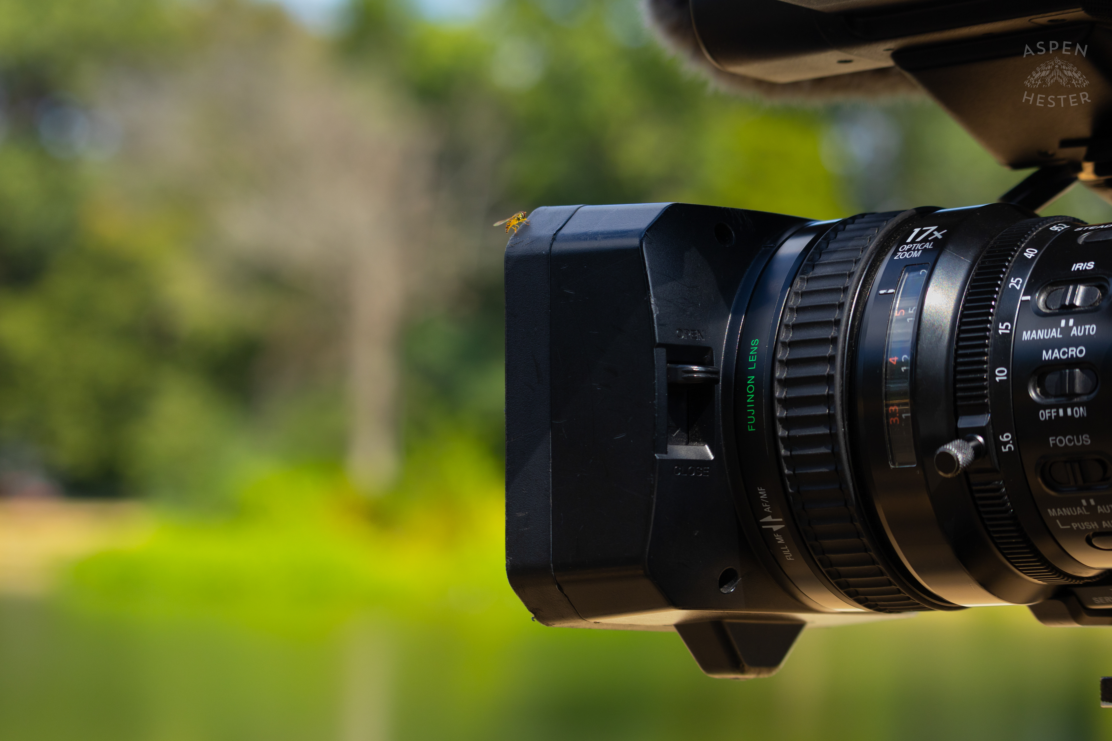 A Sweat Bee Rests on my Camera on The Shore of The Chickasaw Park Pond. August 25th, 2024/Aspen Hester