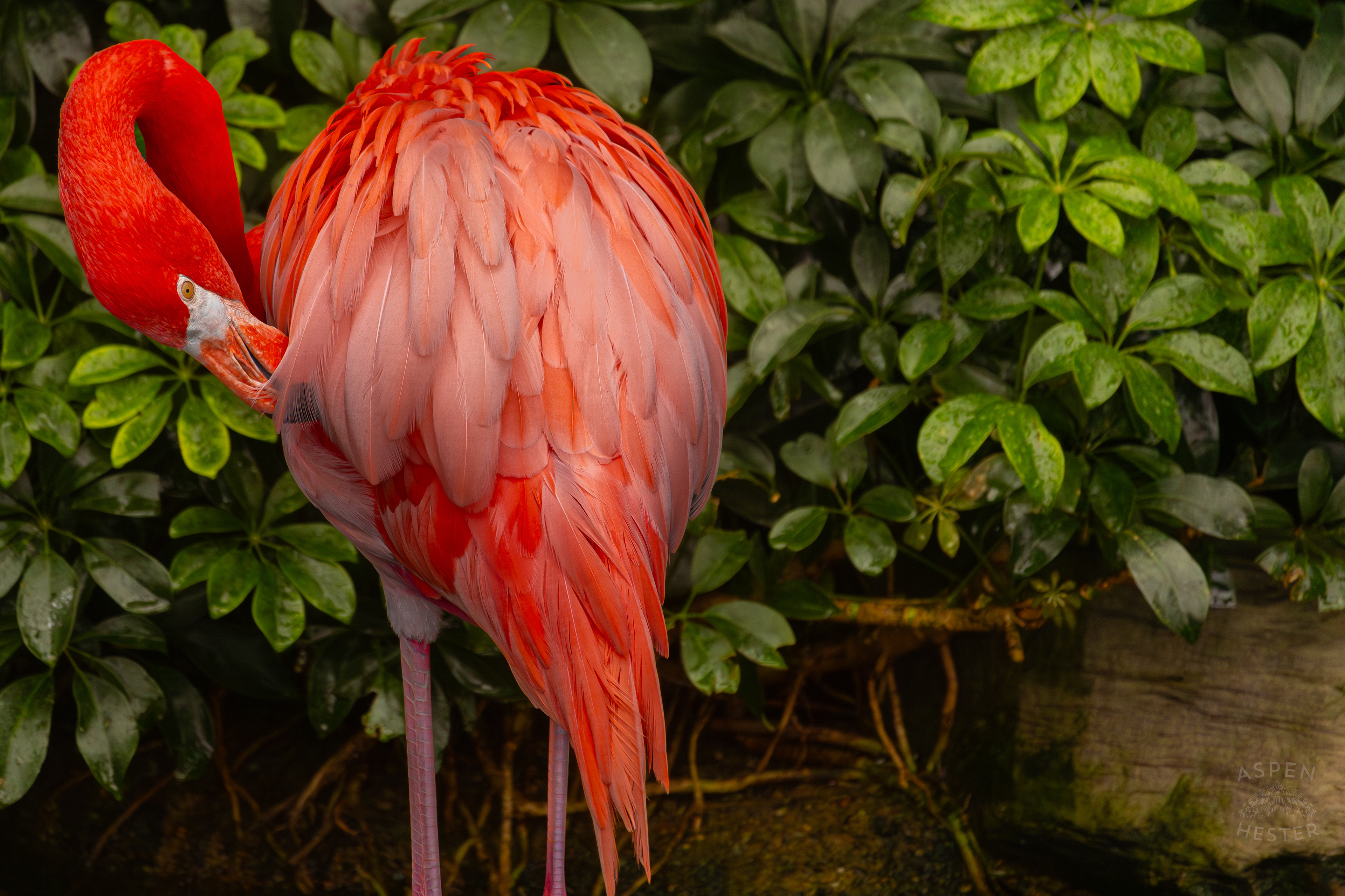 An American Flamingo Preens Itself in The Wetlands Inside The National Aviary in Pittsburgh Pennsylvania. February 26th, 2025/Aspen Hester 