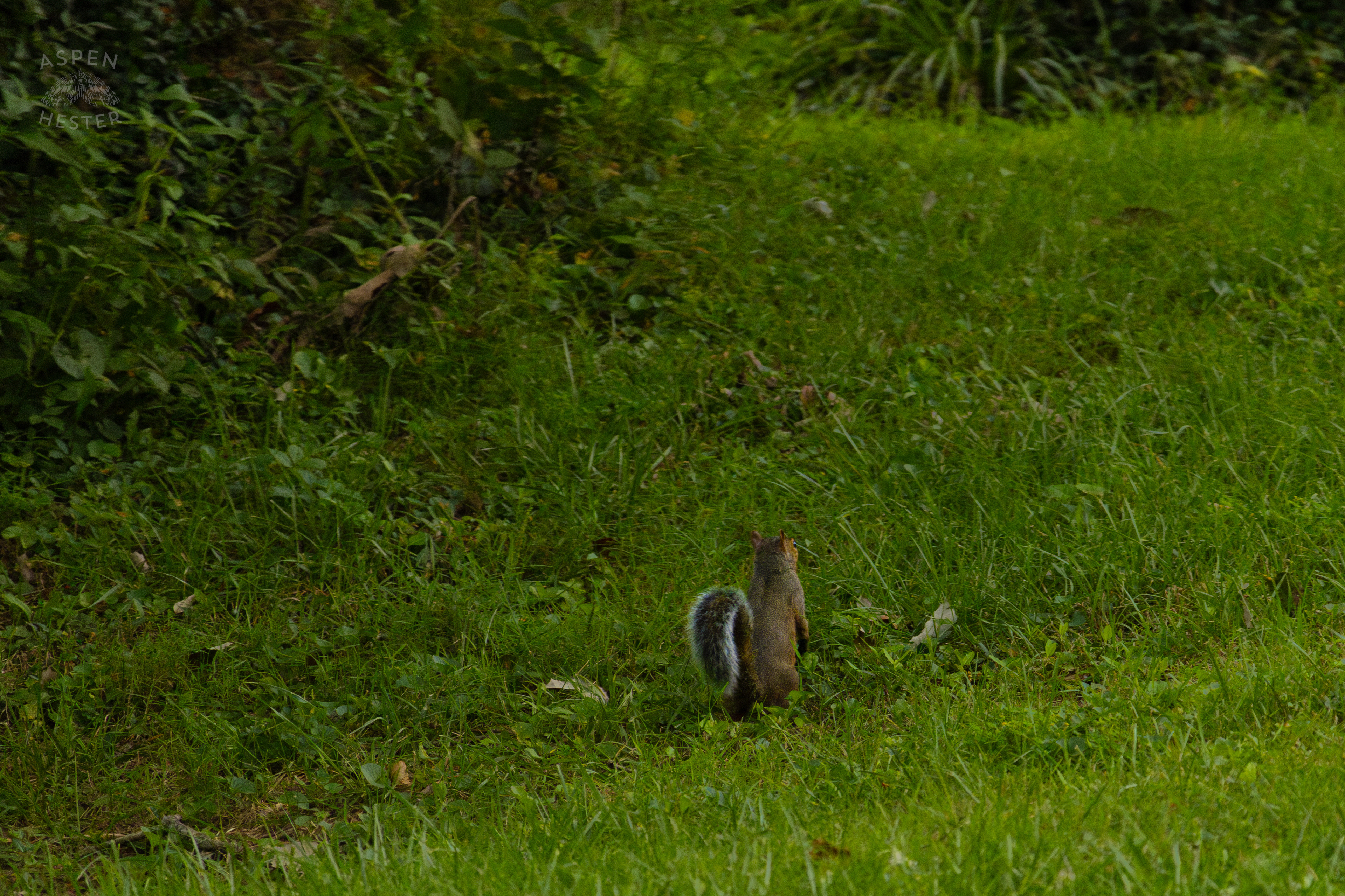 A Squirrel in Wendell Moore Park. August 12th, 2024/Aspen Hester