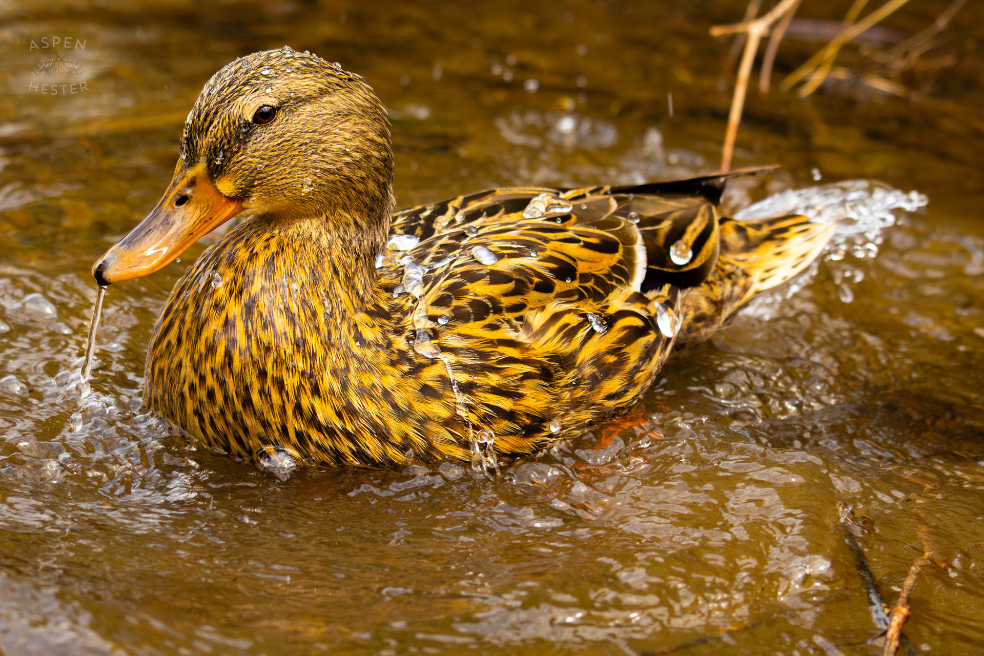 A Female Mallard Washes Herself in Middle Fork Beargrass Creek Where It Runs Through Brown Park. April 14th, 2025/Aspen Hester