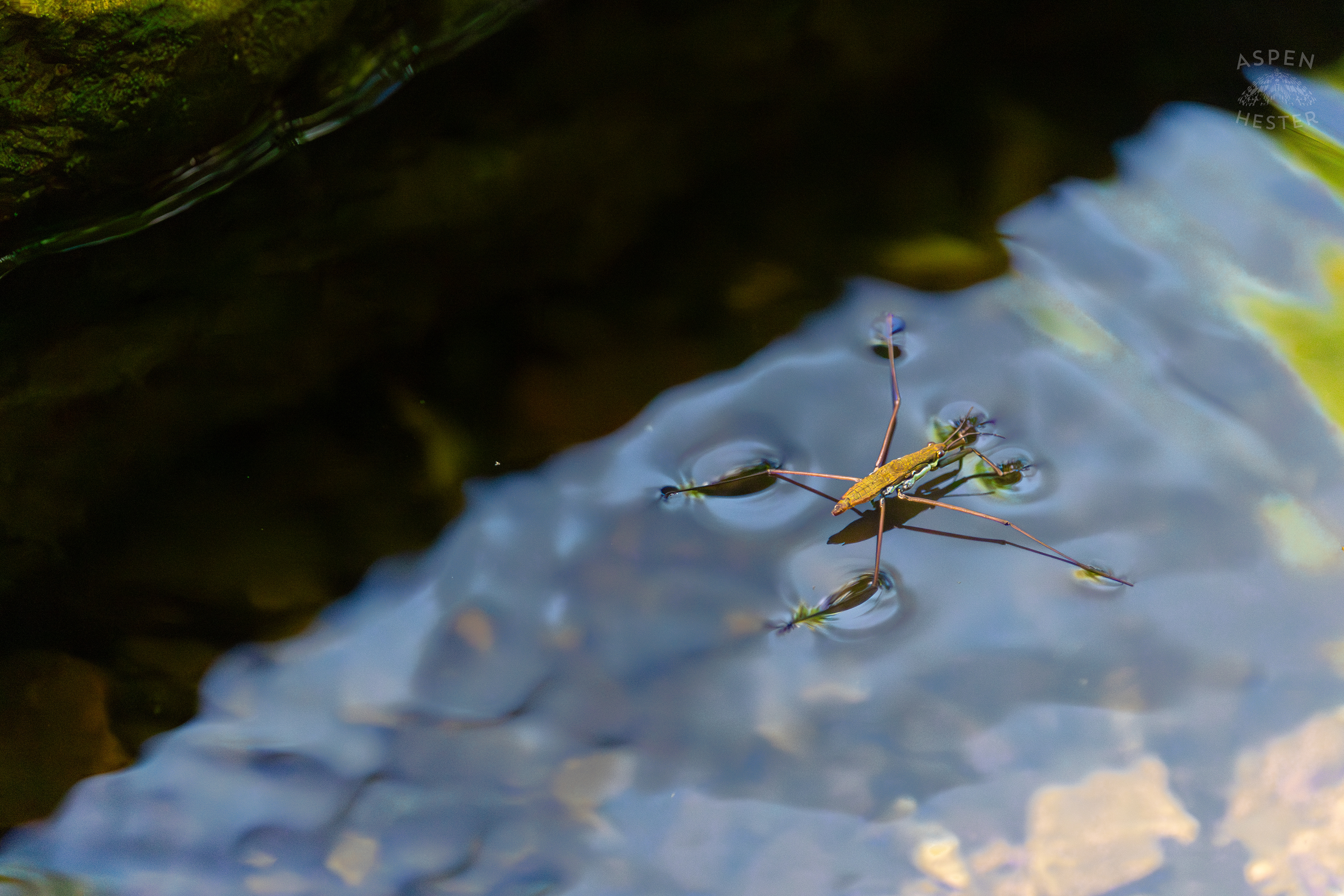 Water Strider on Middle Fork Beargrass Creek in Cherokee Park. May 28th, 2024/Aspen Hester