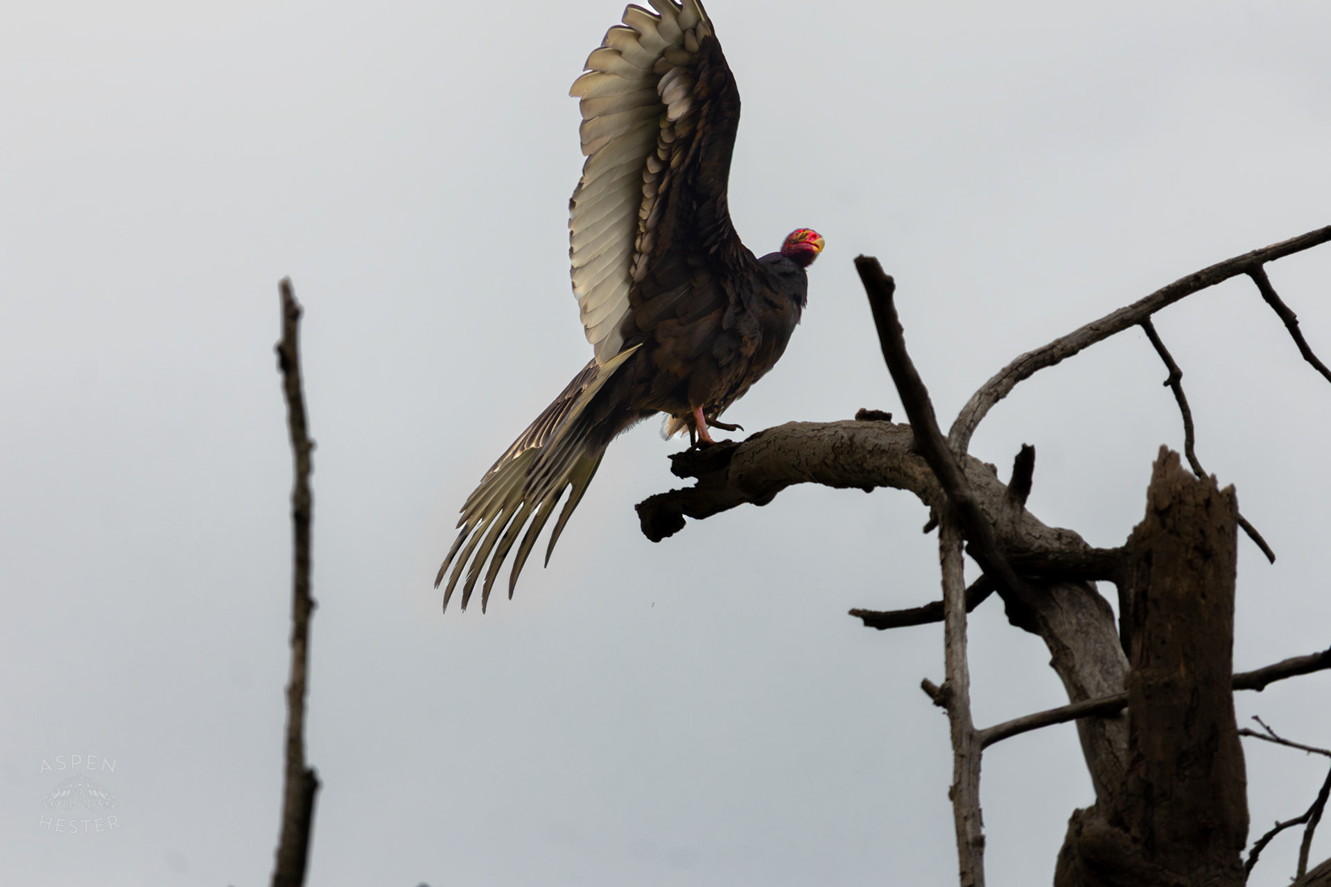 A Large Turkey Vulture Mantles Its Wings High Atop of A Tree in Brown Park. April 14th, 2025/Aspen Hester