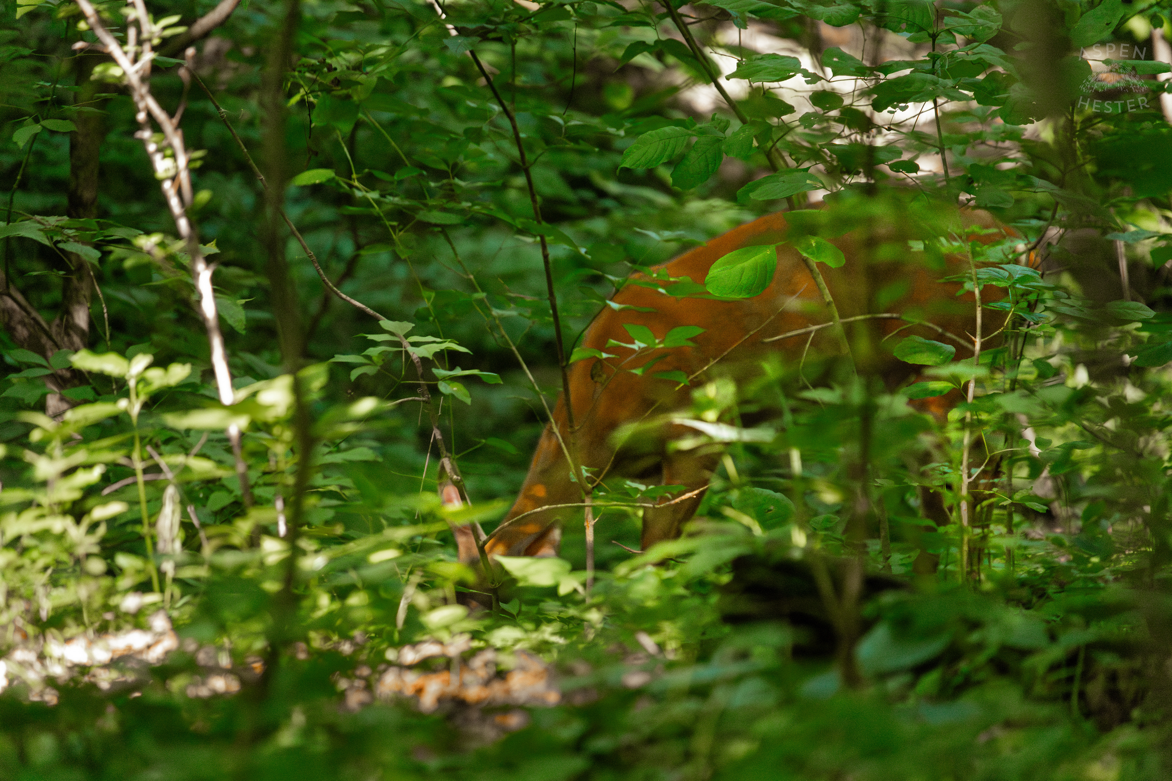 White Tailed Deer Foraging Deep in the Foliage of Cherokee Park. June 11th, 2024/Aspen Hester
