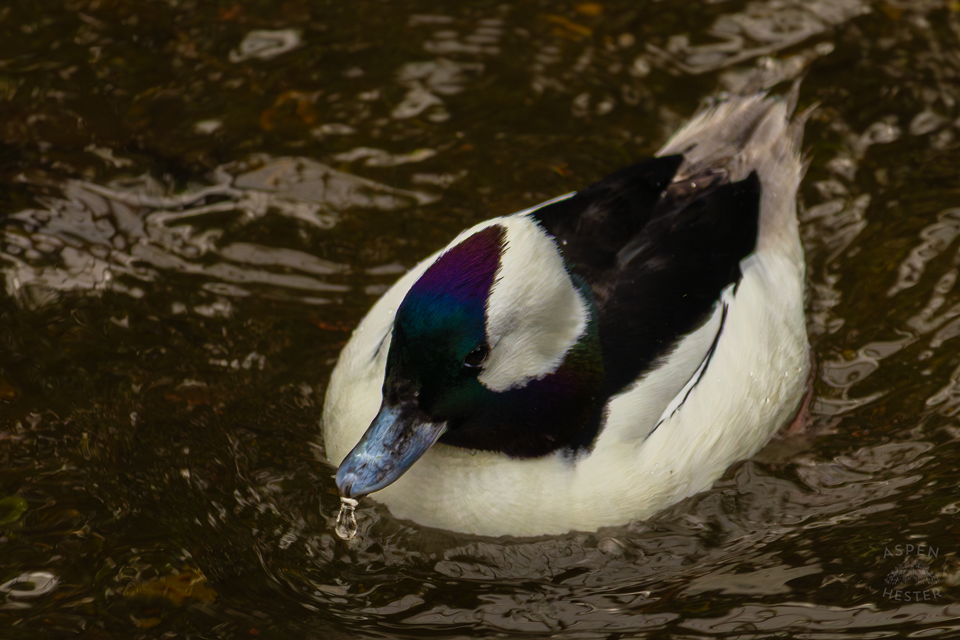 A Male Bufflehead Swims Through The Water In The Wetlands Inside The National Aviary in Pittsburgh Pennsylvania. February 26th, 2025/Aspen Hester