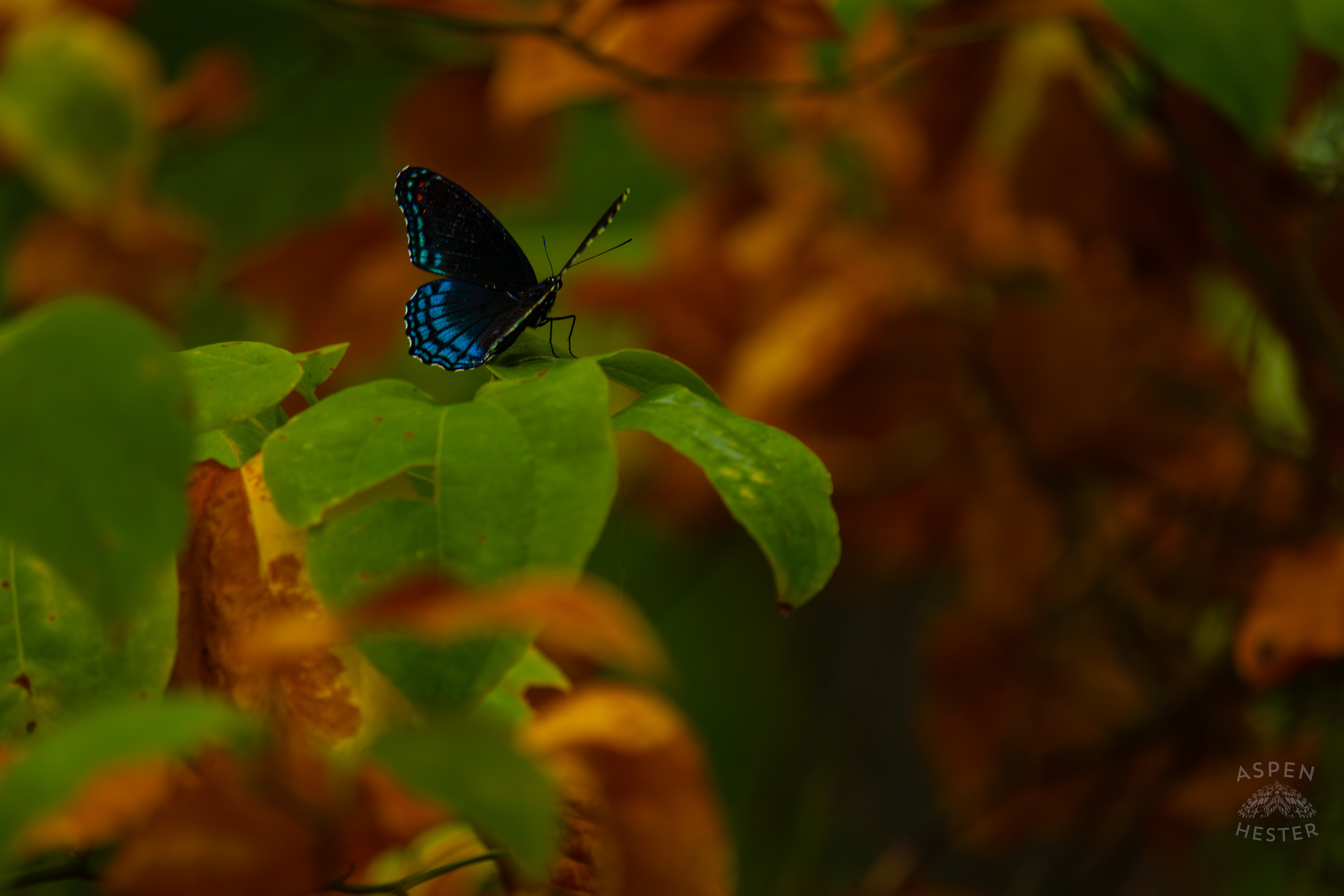 A Red-Spotted Admiral Butterfly Sits on A Bush Inside Jefferson Memorial Forest. September 3rd, 2024/Aspen Hester