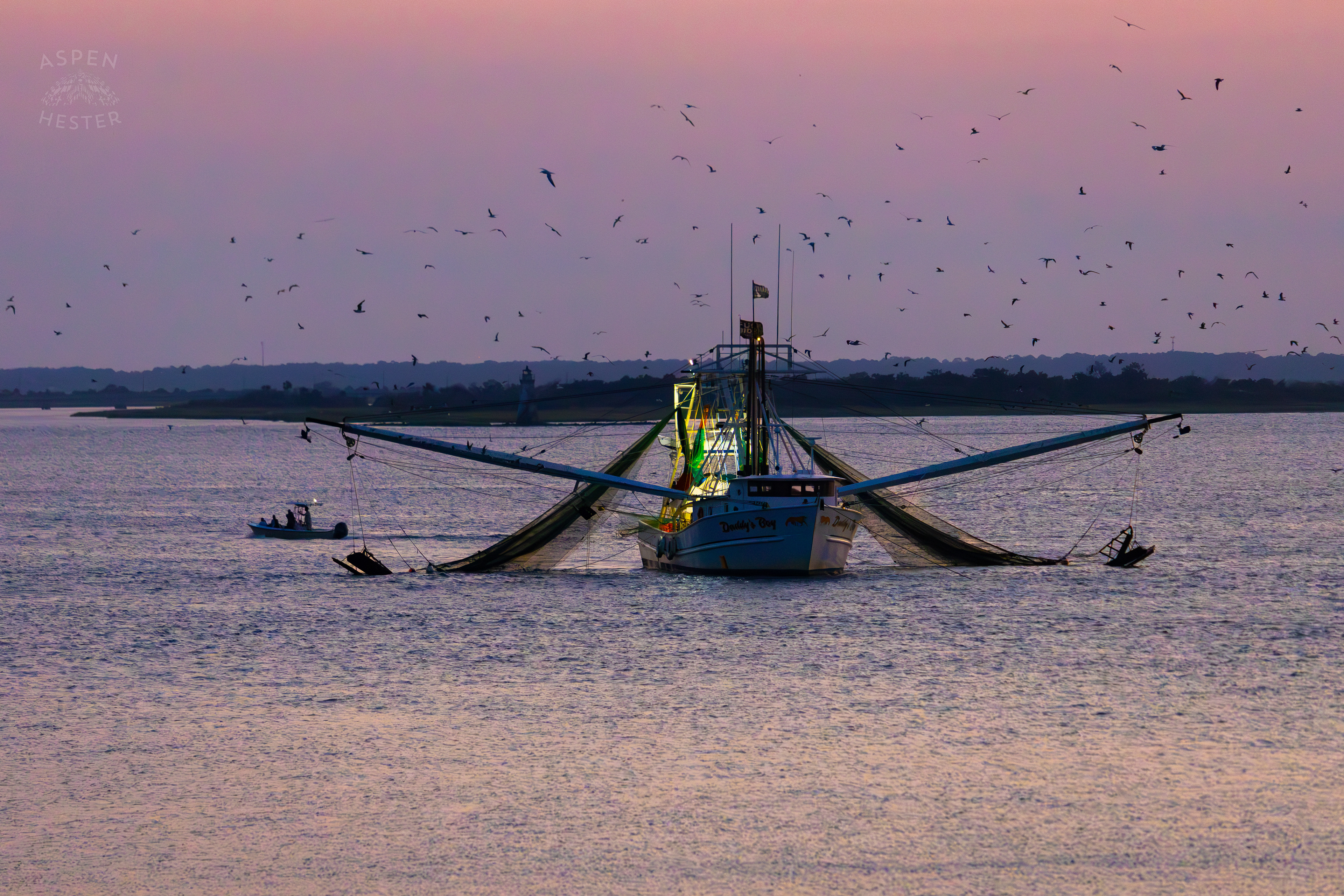 ‘Daddy’s Boy’ in the Waters of Tybee Island Georgia. June 25th, 2024/Aspen Hester