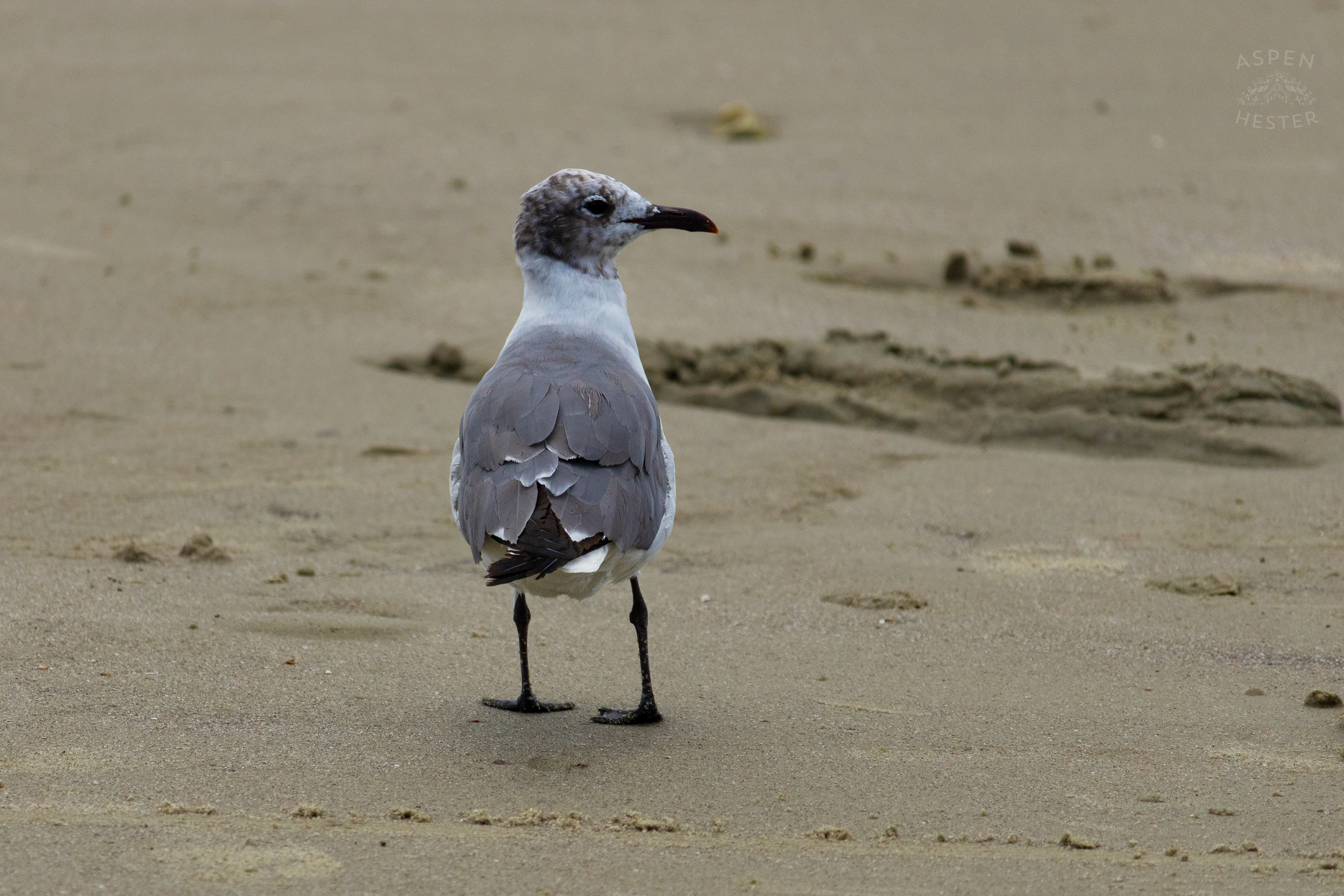 Seagull On Tybee Island Georgia. June 24th, 2024/Aspen Hester