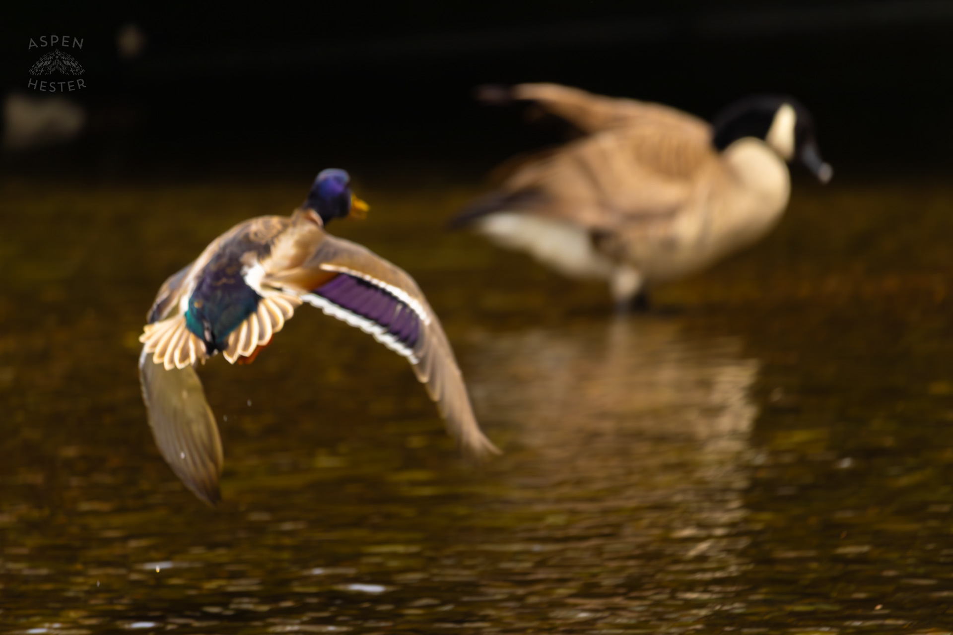 A Male Mallard Flies Above Middle Fork Beargrass Creek Where It Runs Through Brown Park. April 14th, 2025/Aspen Hester