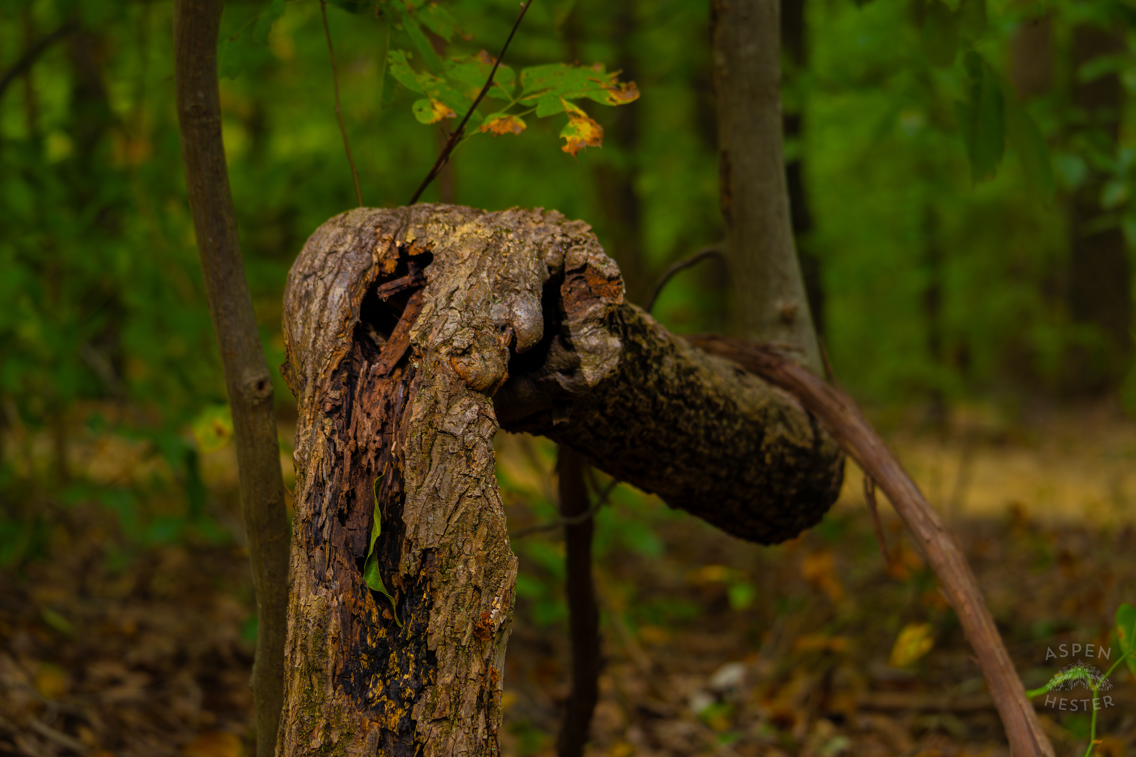 Tree Trunk Growing at A Right Angle Inside Jefferson Memorial Forest. September 3rd, 2024/Aspen Hester