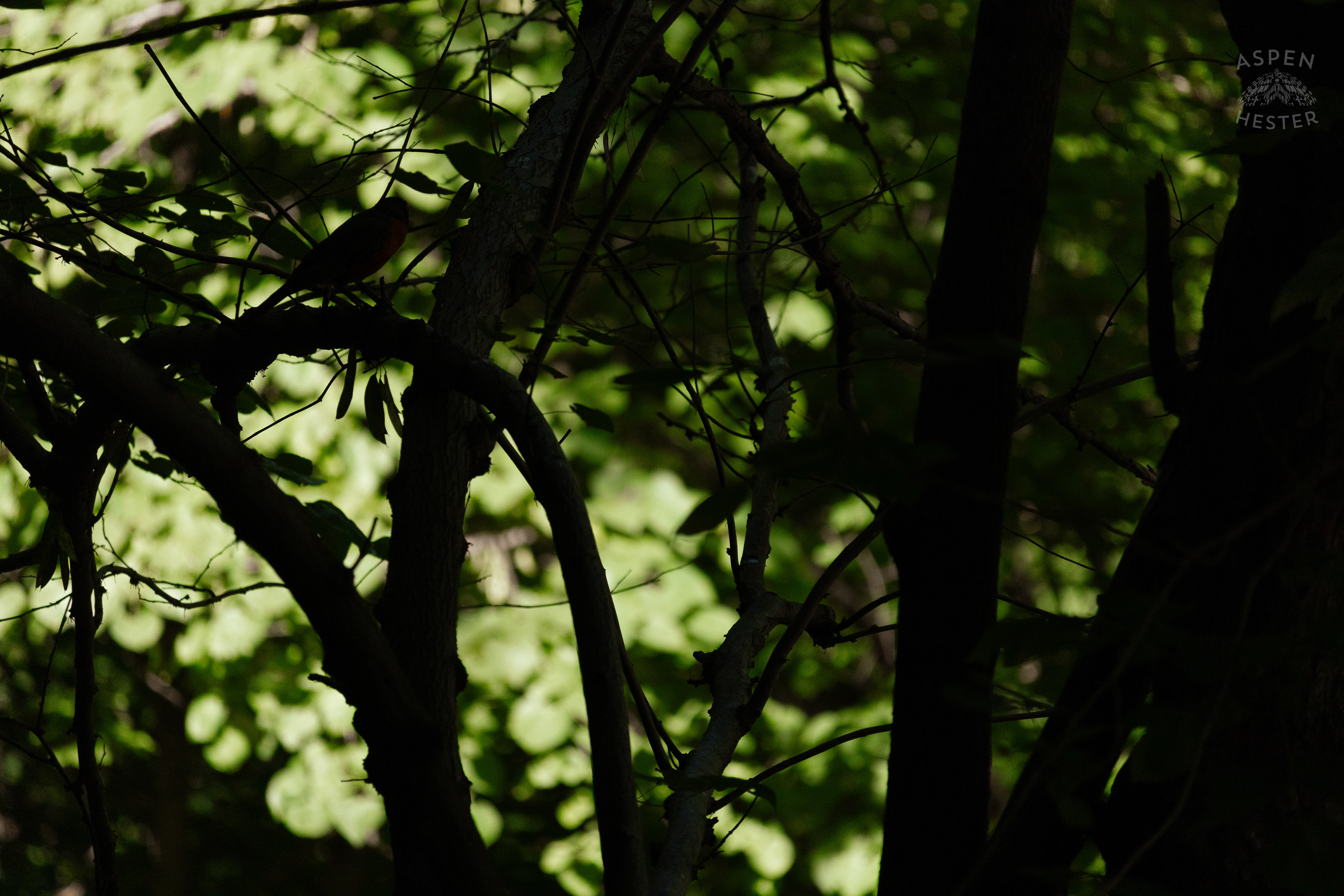 Trees in Cherokee Park. June 11th, 2024/Aspen Hester