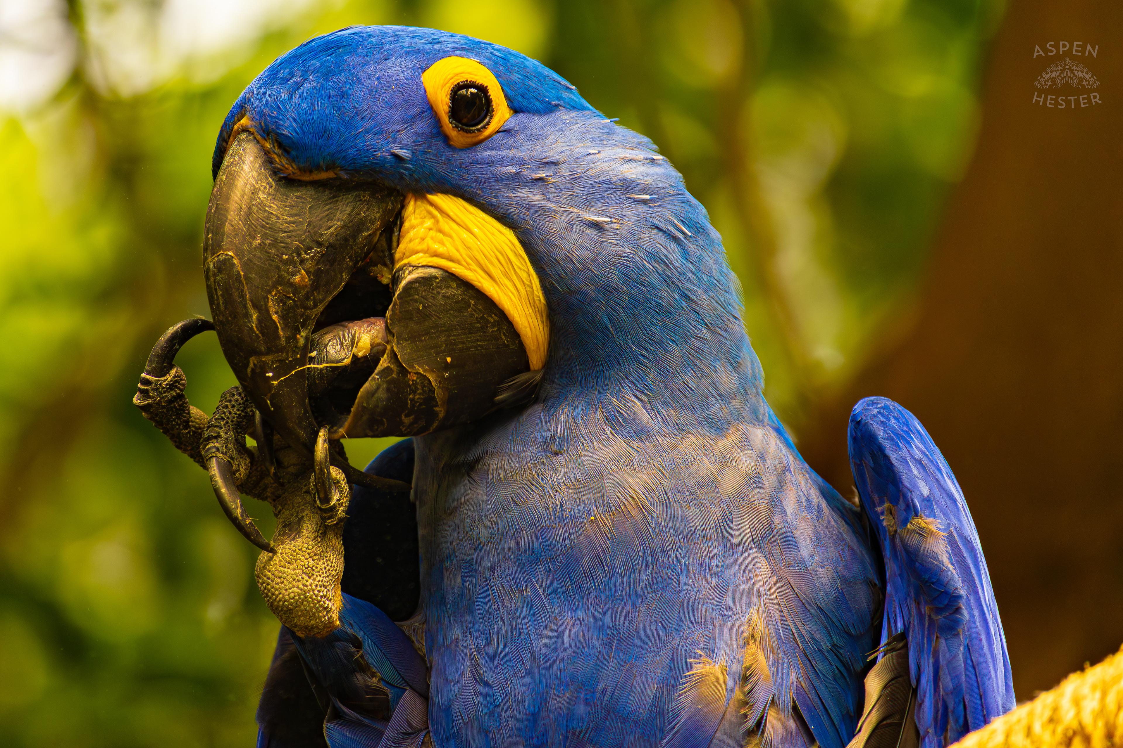 A Hyacinth Macaw Poses for My Camera High Up in The Rainforest Inside The National Aviary in Pittsburgh Pennsylvania. February 26th, 2025/Aspen Hester
