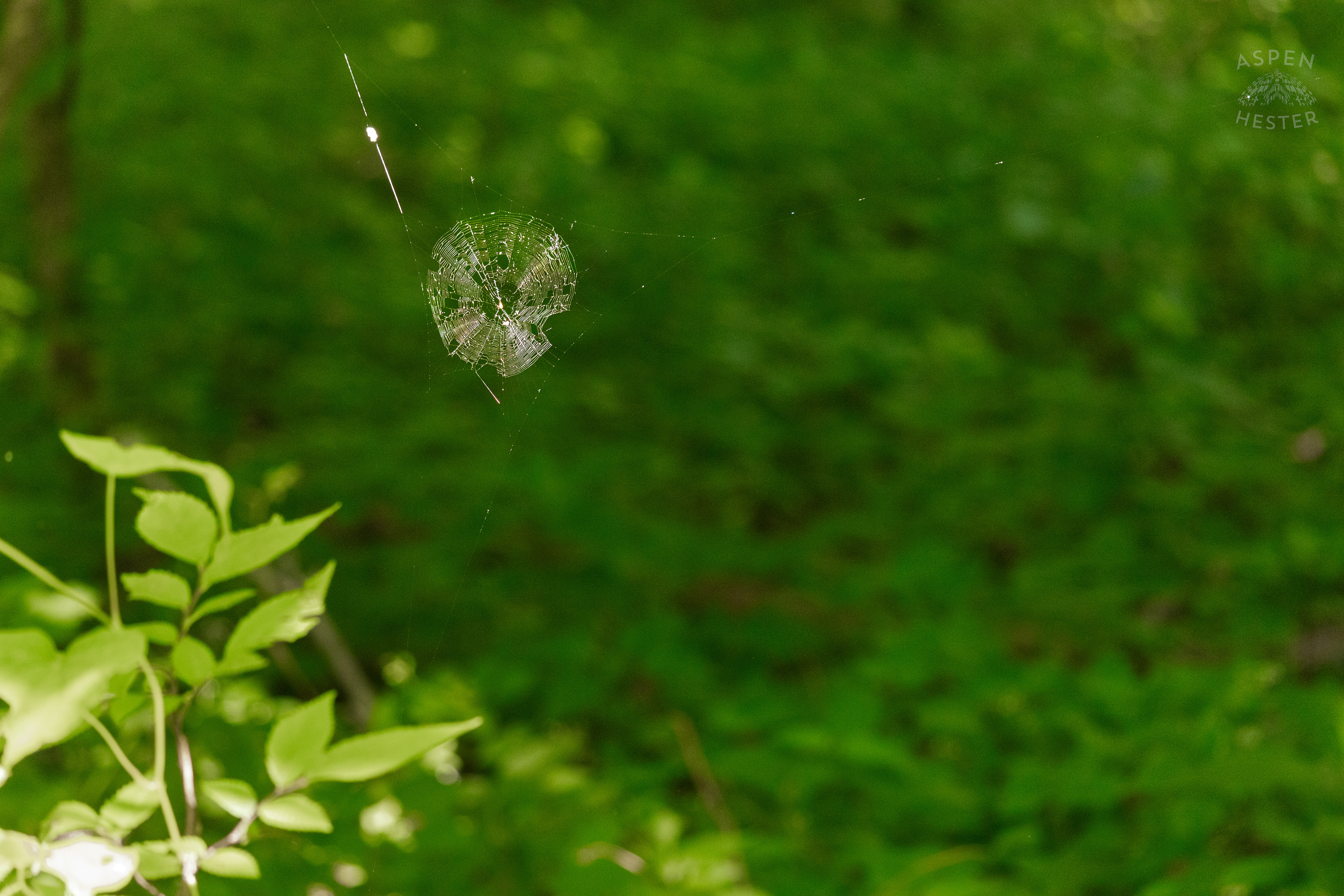 A Spiders Home Deep in Cherokee Park. June 11th, 2024/Aspen Hester