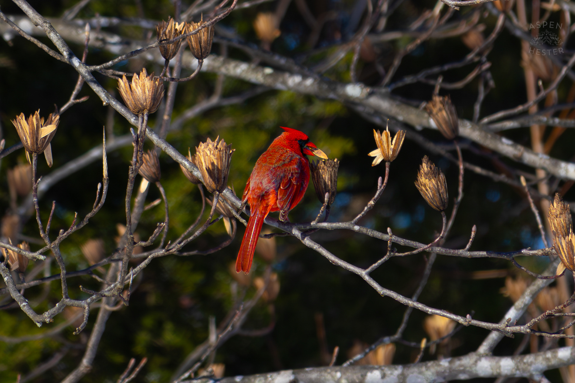 A Cardinal Eats The Seeds From A Tulip Tree in my Backyard. January 13th, 2025/Aspen Hester