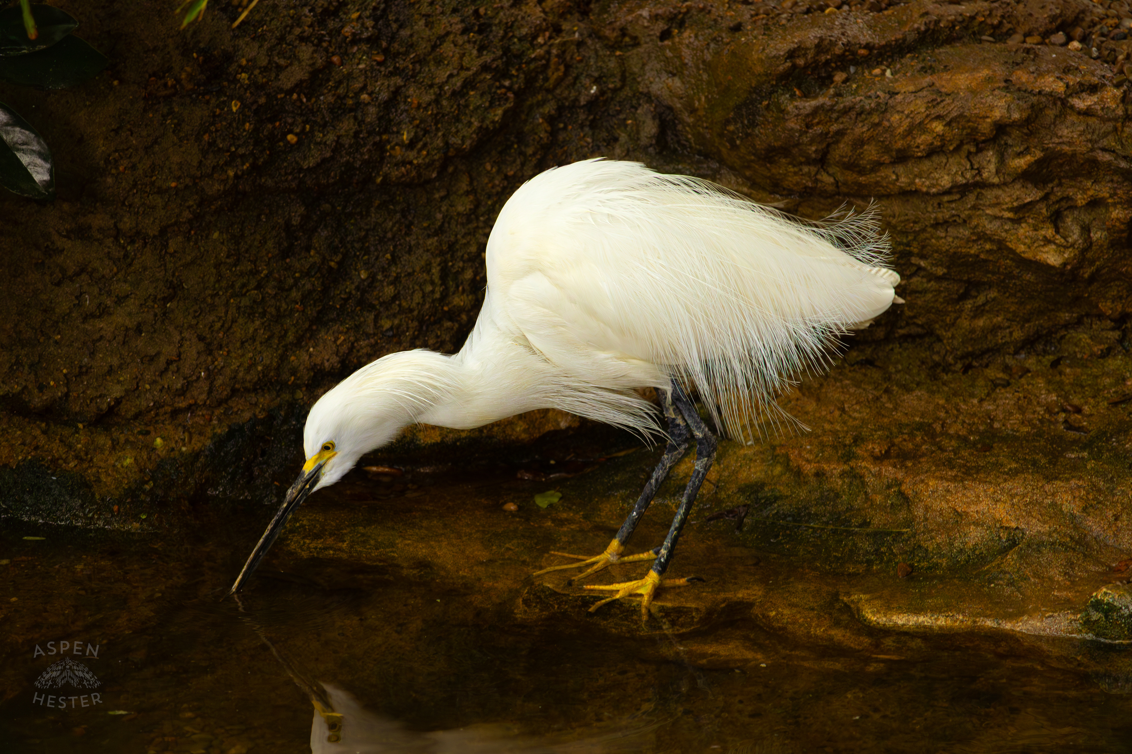 A Snowy Egret Takes A Sip From The Waters In The Wetlands Inside The National Aviary in Pittsburgh Pennsylvania. February 26th, 2025/Aspen Hester