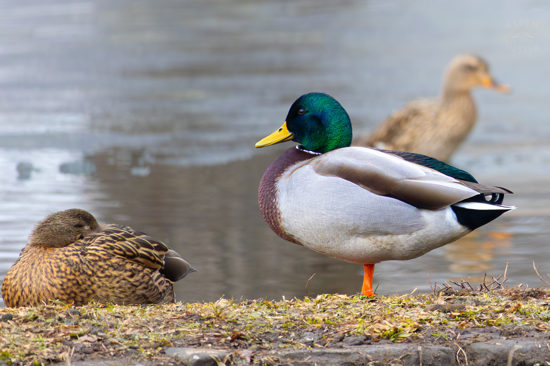 Mallard Ducks Relax on The Shore of Lake Elizabeth Outside The National Aviary in Pittsburgh Pennsylvania. February 26th, 2025/Aspen Hester