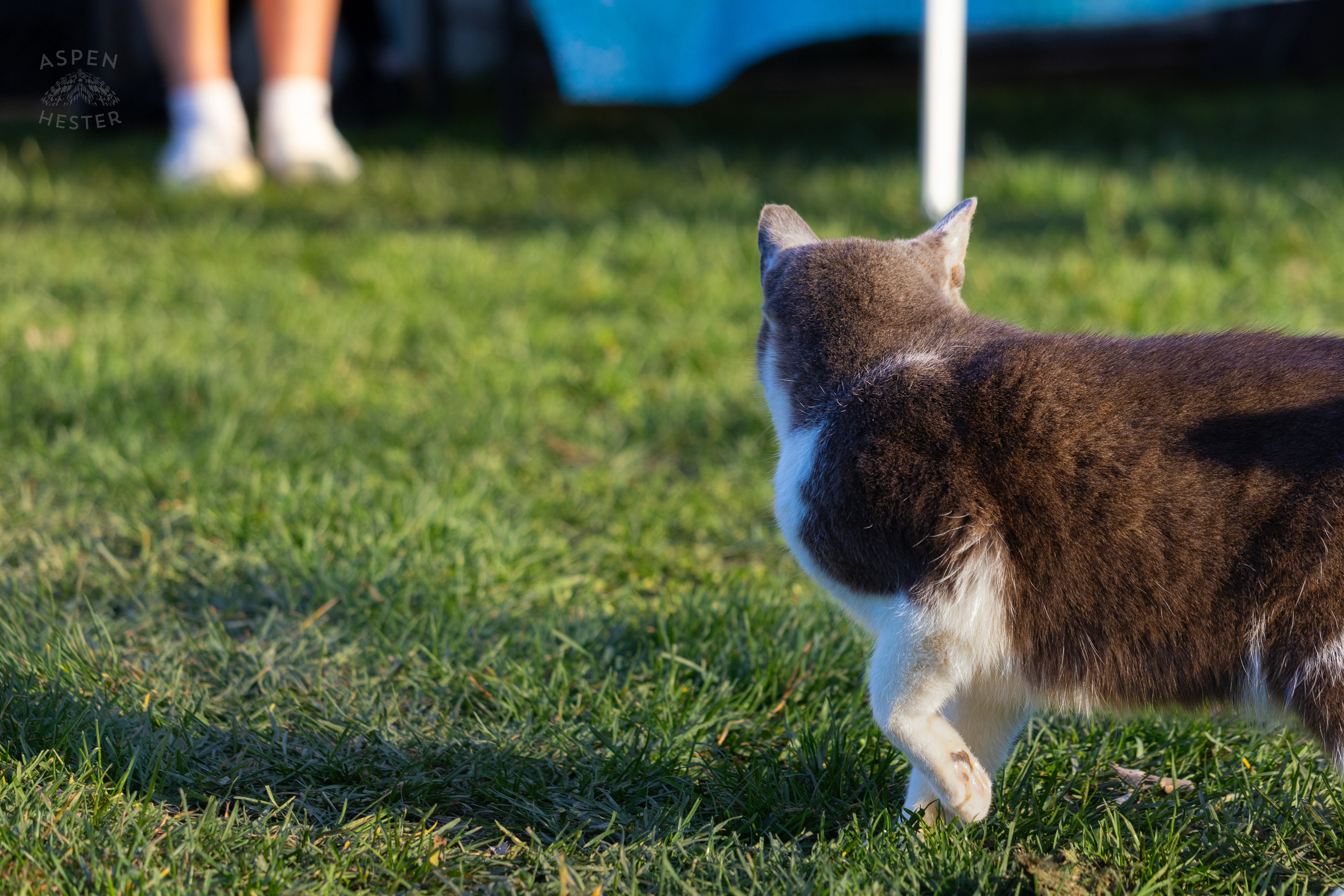 Barn Cat Catboy Stealing Attention From All The Customers  on Skinner Farms Thanksgiving Turkey Pick Up Day. November 24th, 2024/Aspen Hester