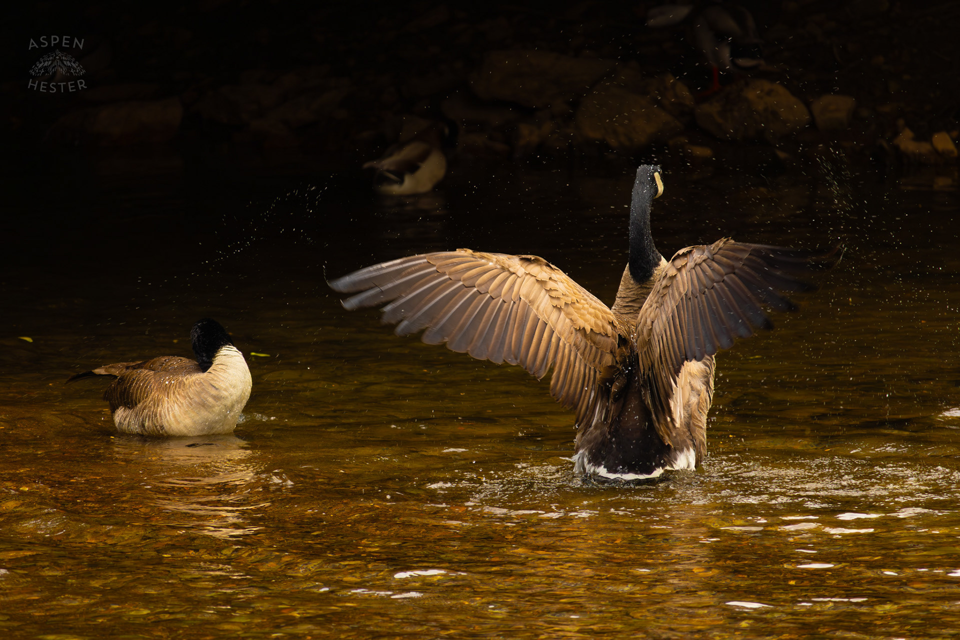 A Goose Washes Themselves in Middle Fork Beargrass Creek Where It Runs Through Brown Park. April 14th, 2025/Aspen Hester