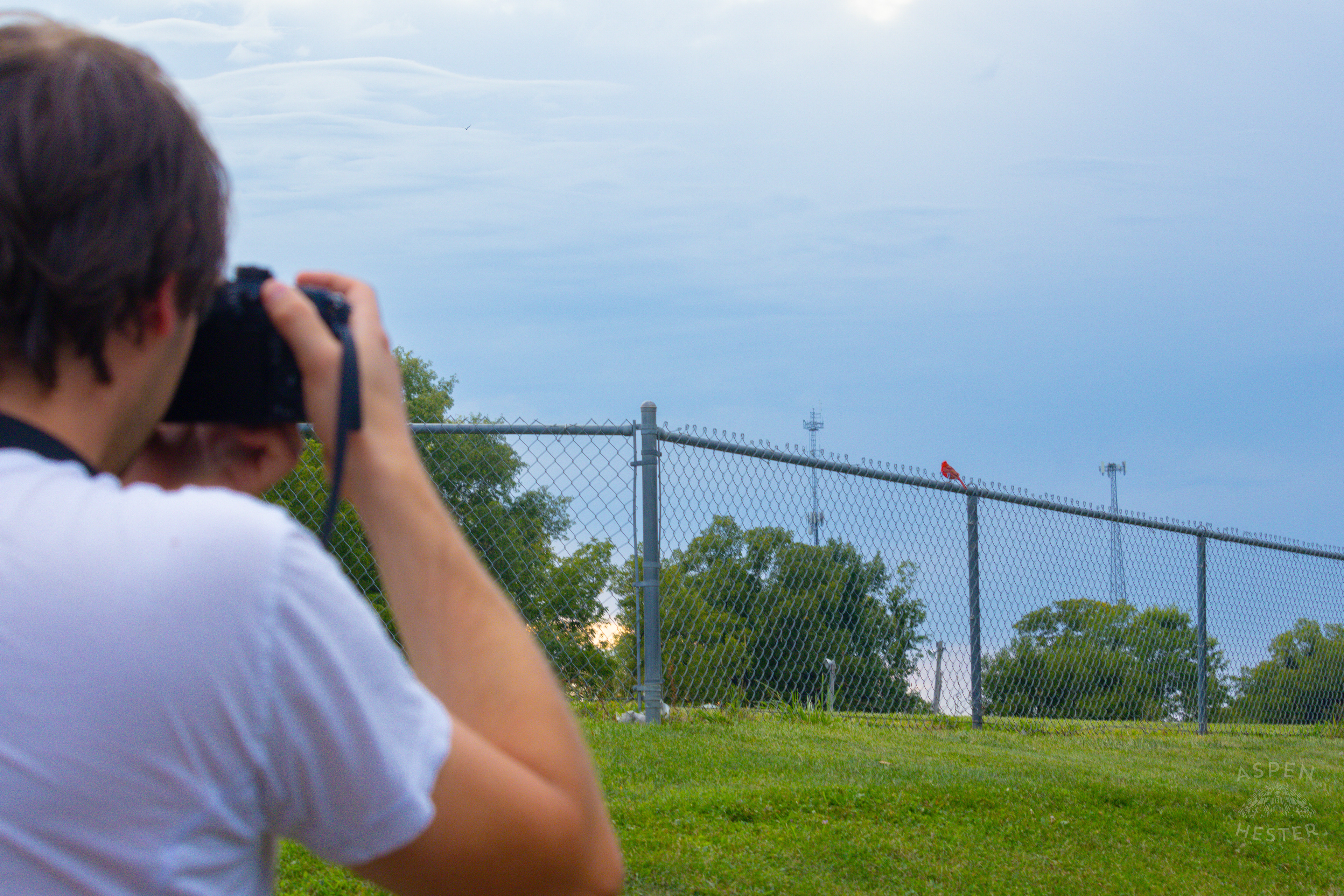 Photographing A Cardenal in Wendell Moore Park. August 12th, 2024/Aspen Hester