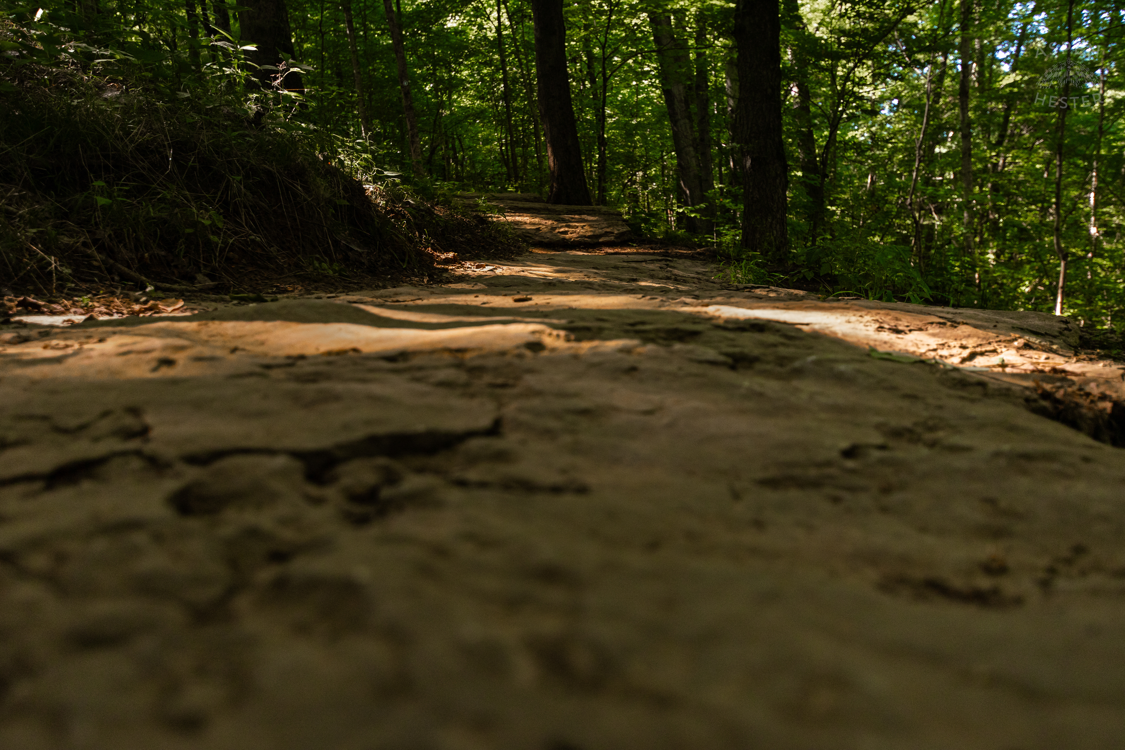 Trails Through Cherokee Park. June 11th, 2024/Aspen Hester