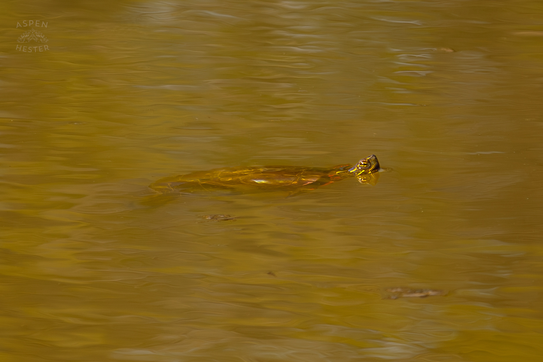 A Painted Turtle Swims Near The Surface of Reformatory Lake in Wendell Moore Park Right Before Spring. March 18th, 2025/Aspen Hester