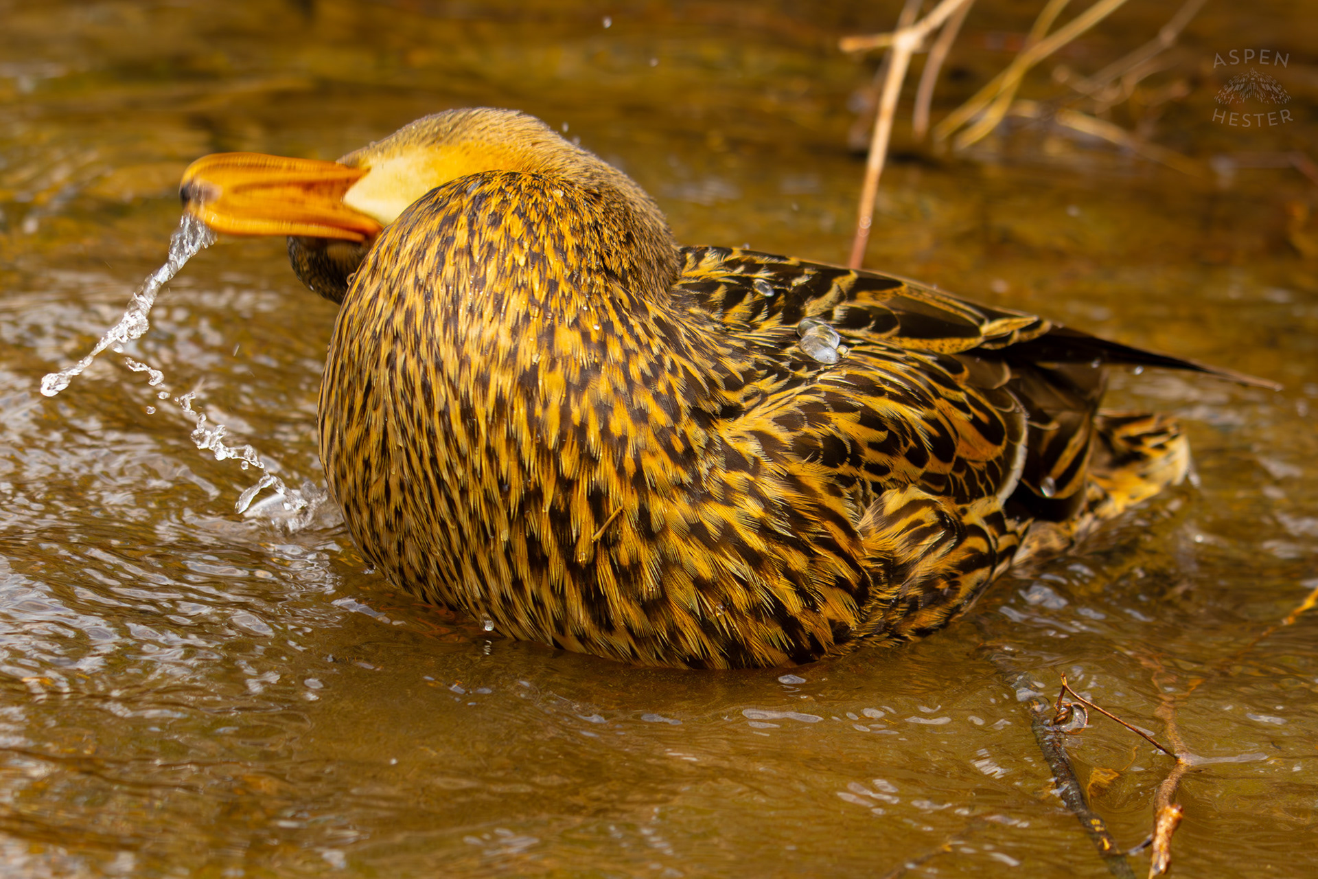 A Female Mallard Washes Herself in Middle Fork Beargrass Creek Where It Runs Through Brown Park. April 14th, 2025/Aspen Hester