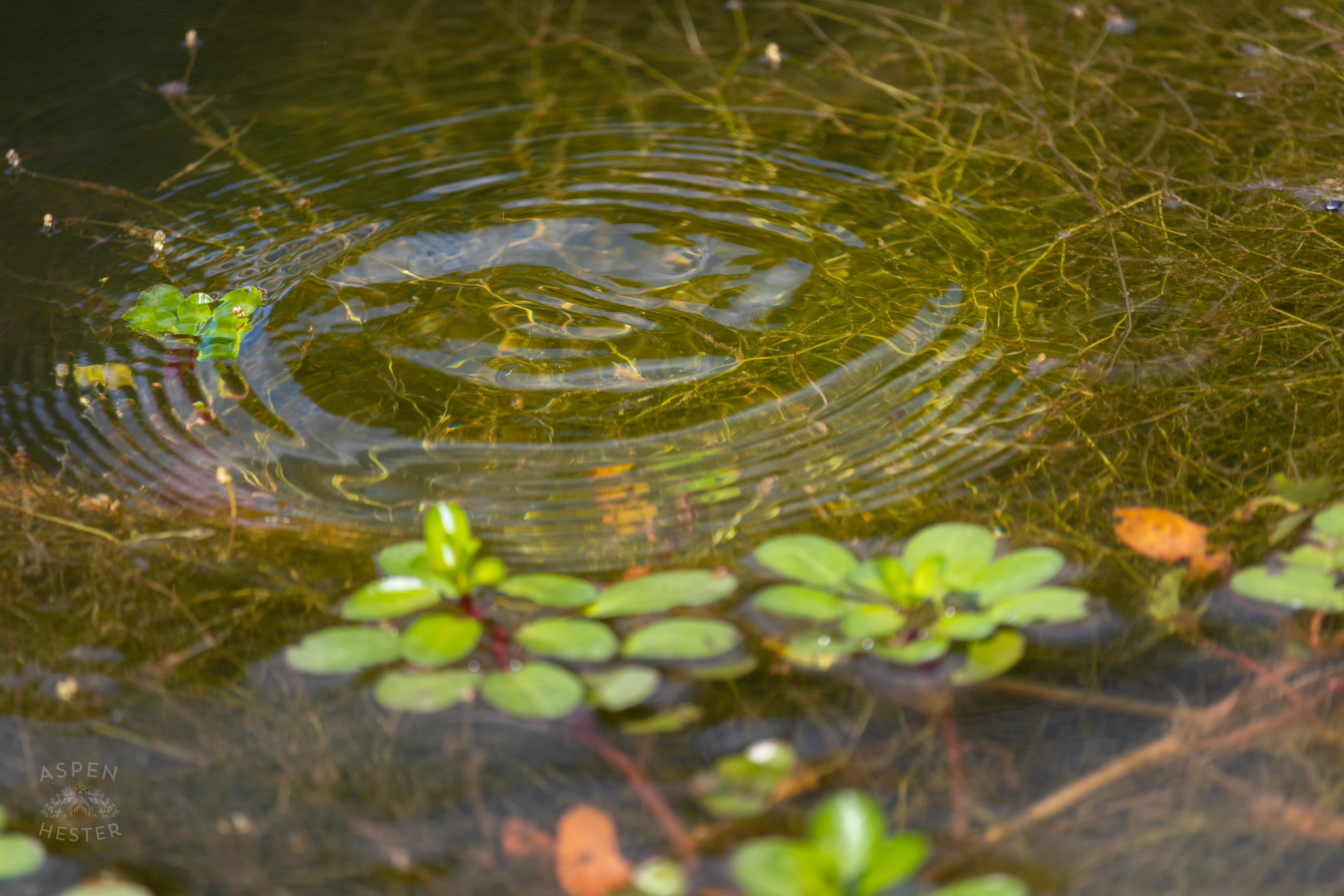 A Frog Darts Under the Waters of The Chickasaw Park Pond. August 25th, 2024/Aspen Hester