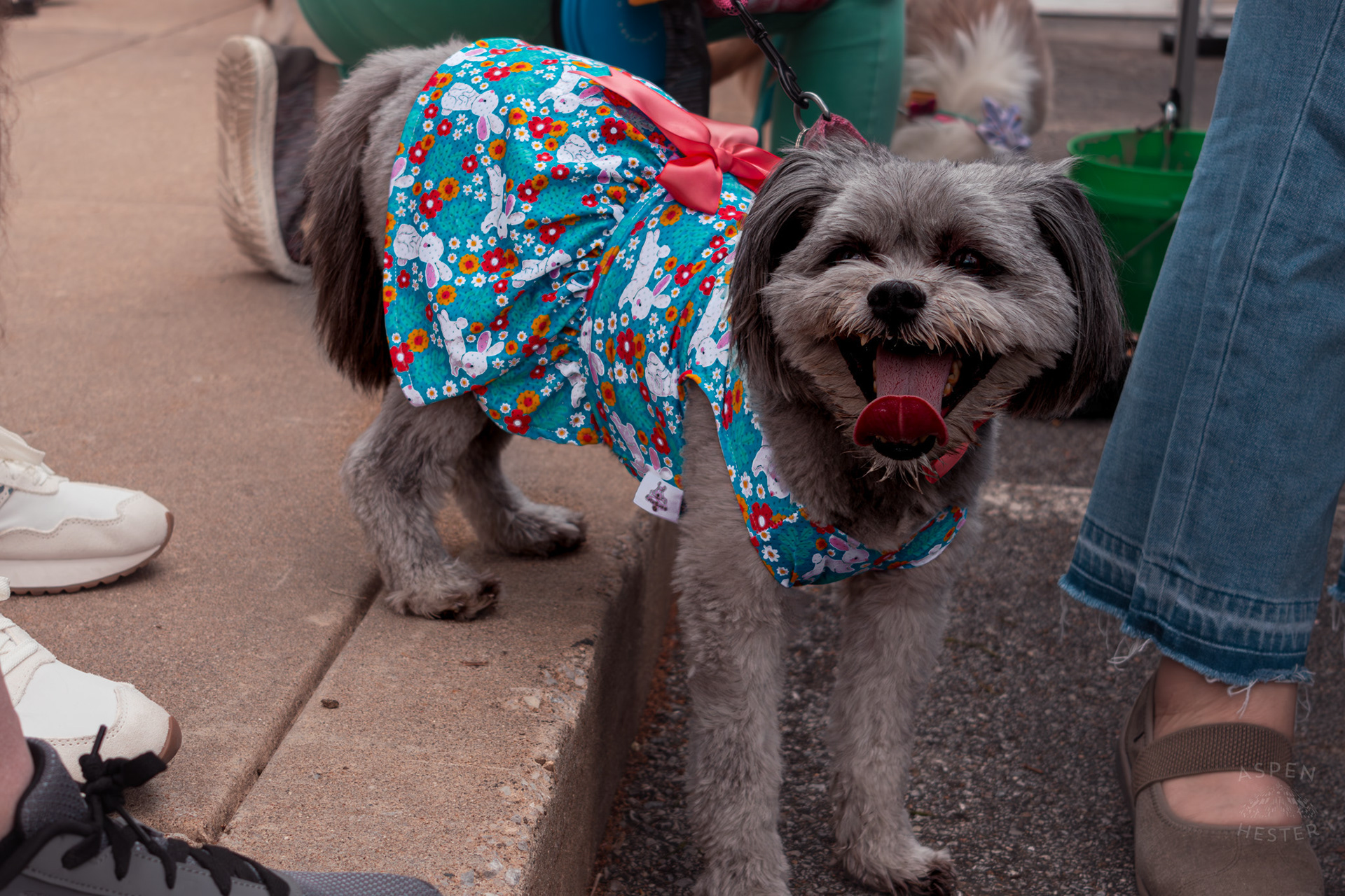 Winner of The Best Smile Award, Mabel Hester Wearing Her Easter Dress at Westport Village’s 5th Annual Puppy Palooza. April 19th, 2025/Aspen Hester