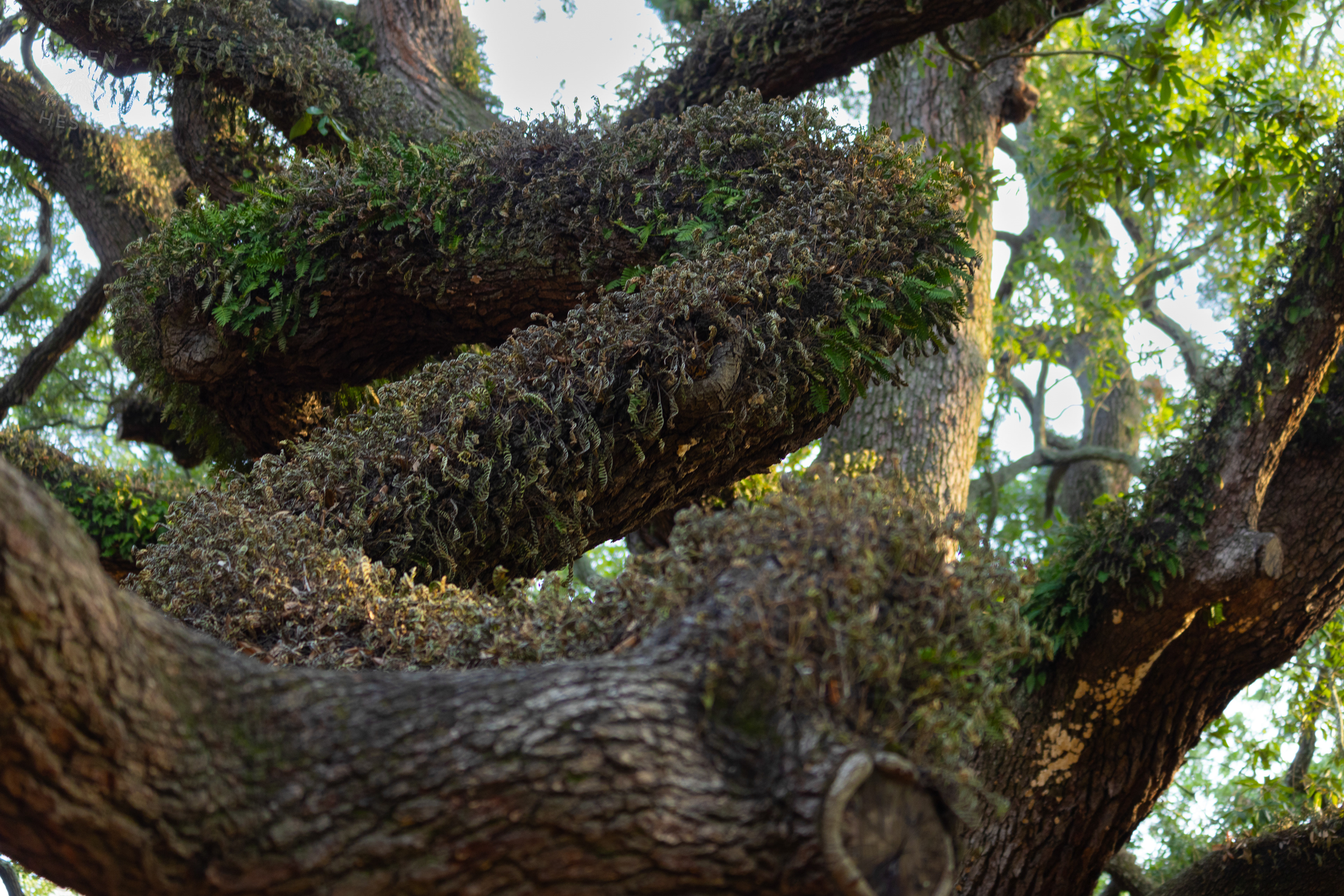 Oak Tree In Savannah Georgia's Reynolds Square. June 24th, 2024/Aspen Hester