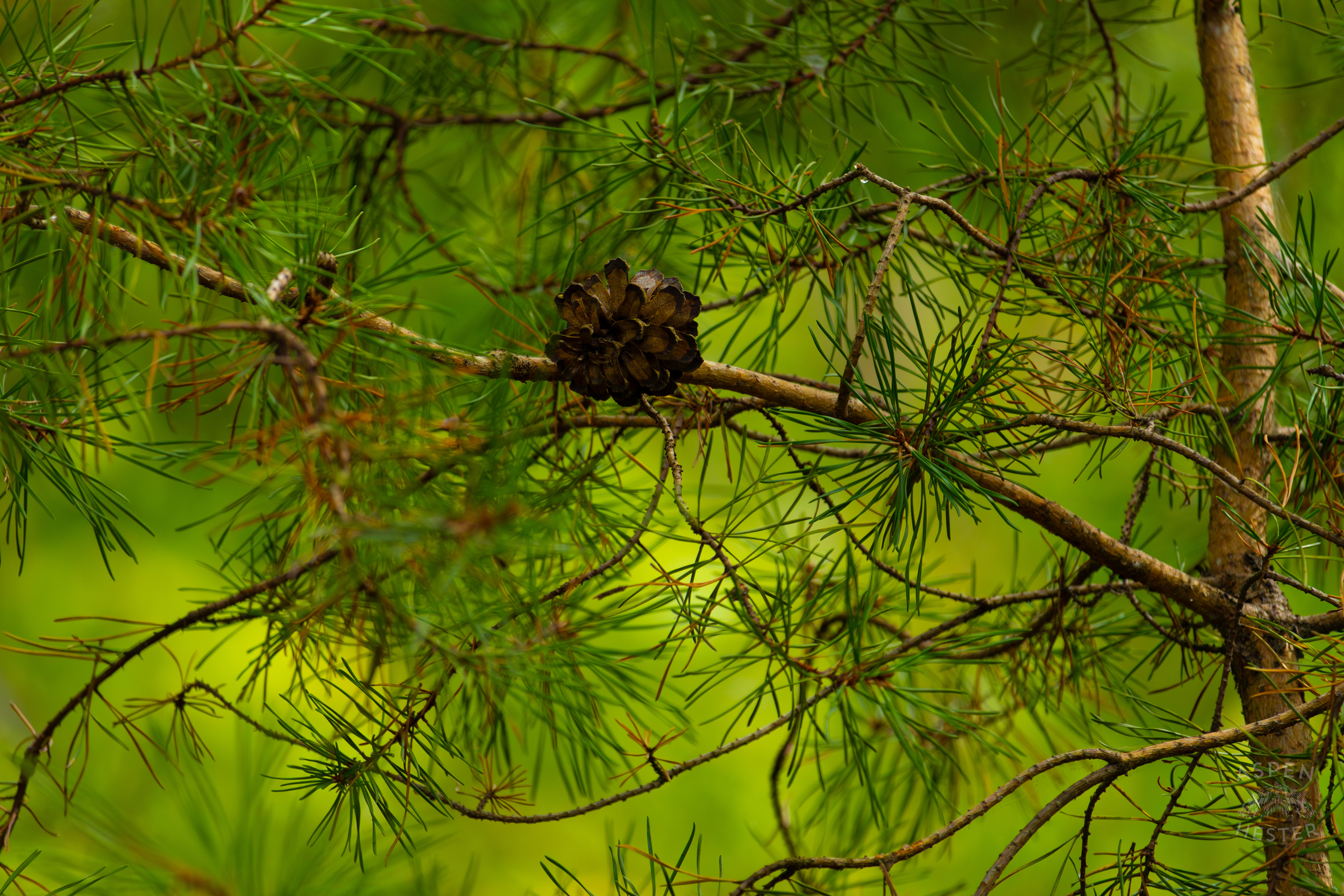 Small Pine Cones Growing Inside Jefferson Memorial Forest. September 3rd, 2024/Aspen Hester