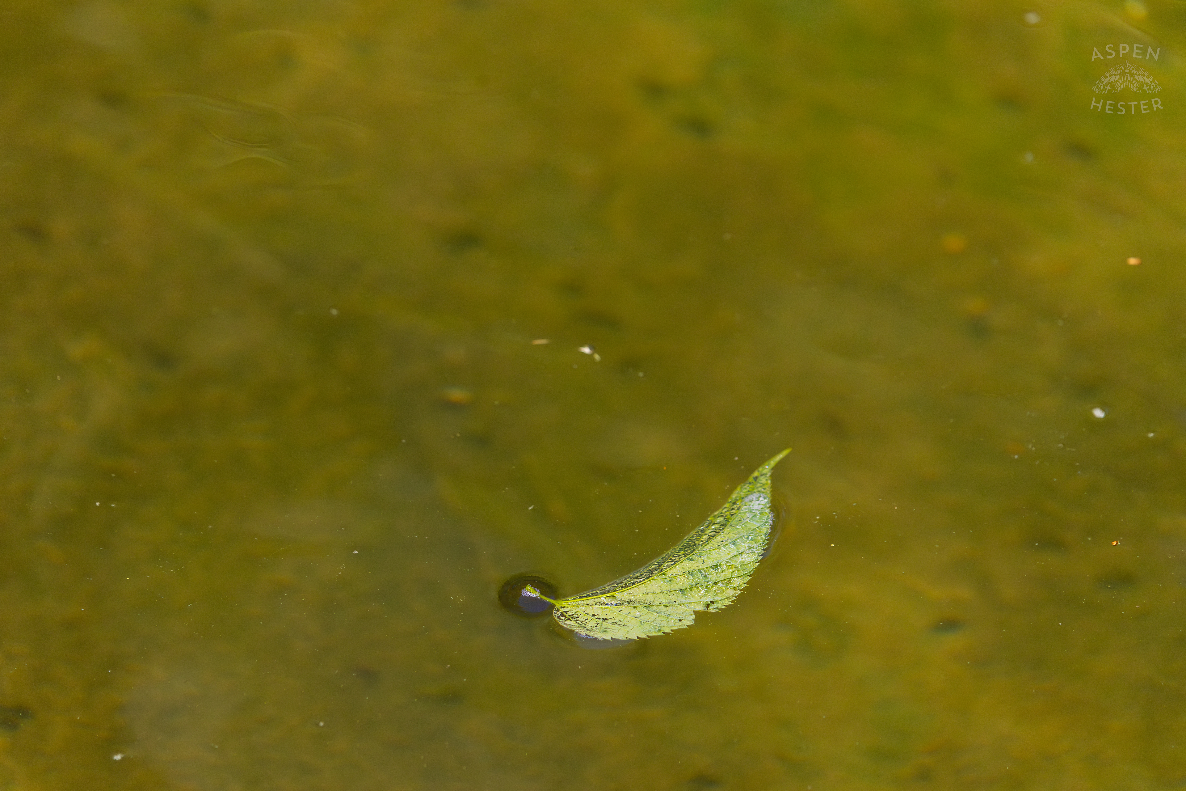 Leaf Floating Down Middle Fork Beargrass Creek in Cherokee Park. May 28th, 2024/Aspen Hester