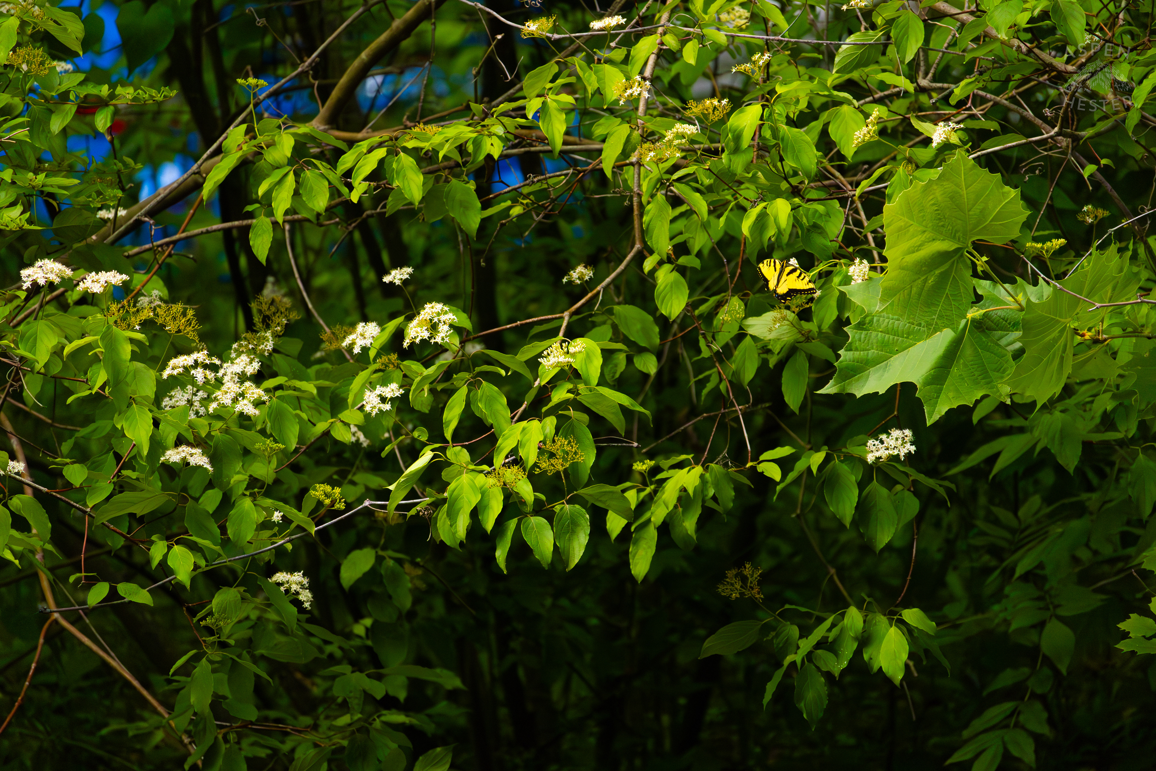 Tiger Butterfly on The Banks of  Middle Fork Beargrass Creek in Cherokee Park. May 28th, 2024/Aspen Hester