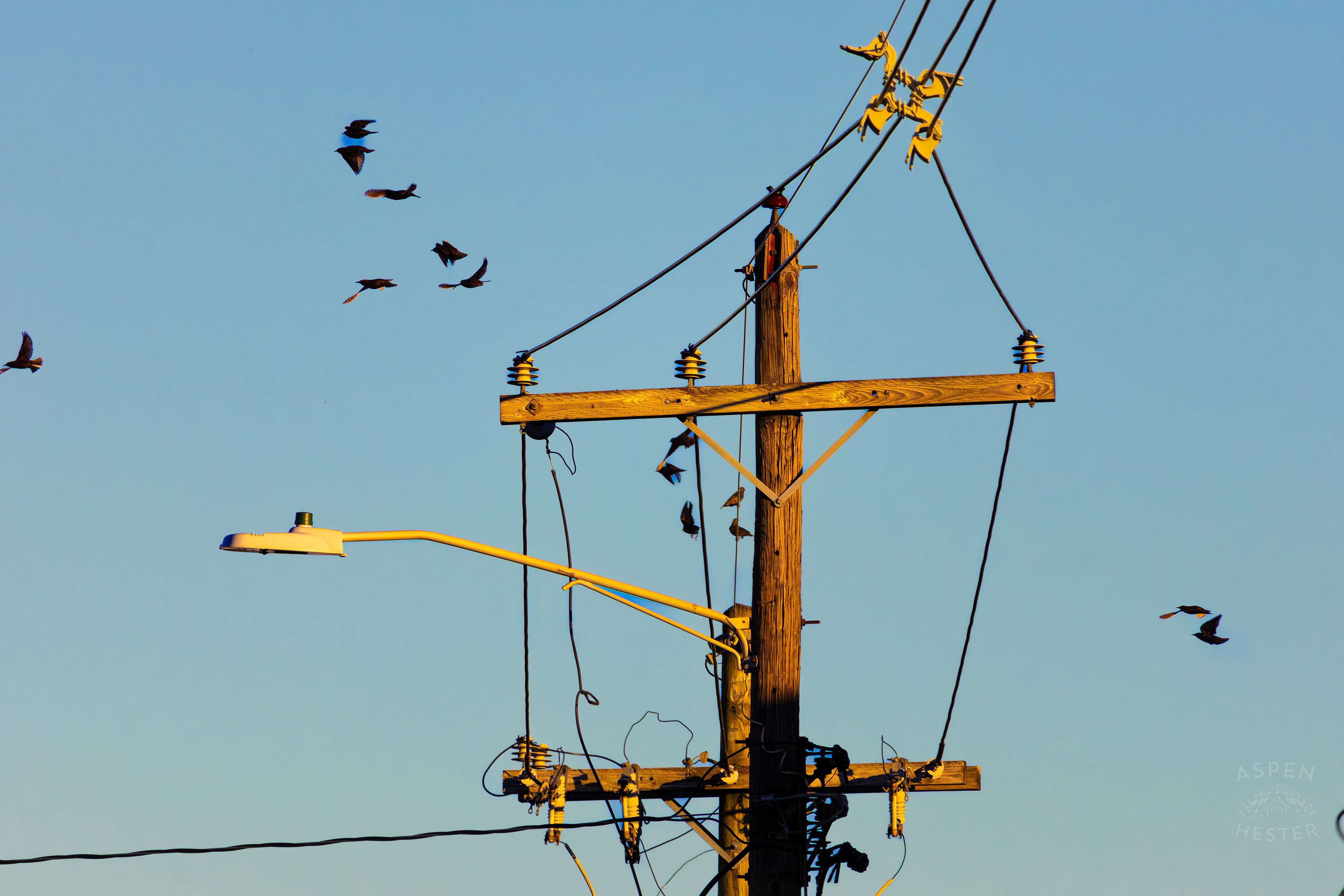 Birds Sit Atop and Fly Around A Powerline In Nulu on A Saturday Evening. November 14th, 2024/Aspen Hester