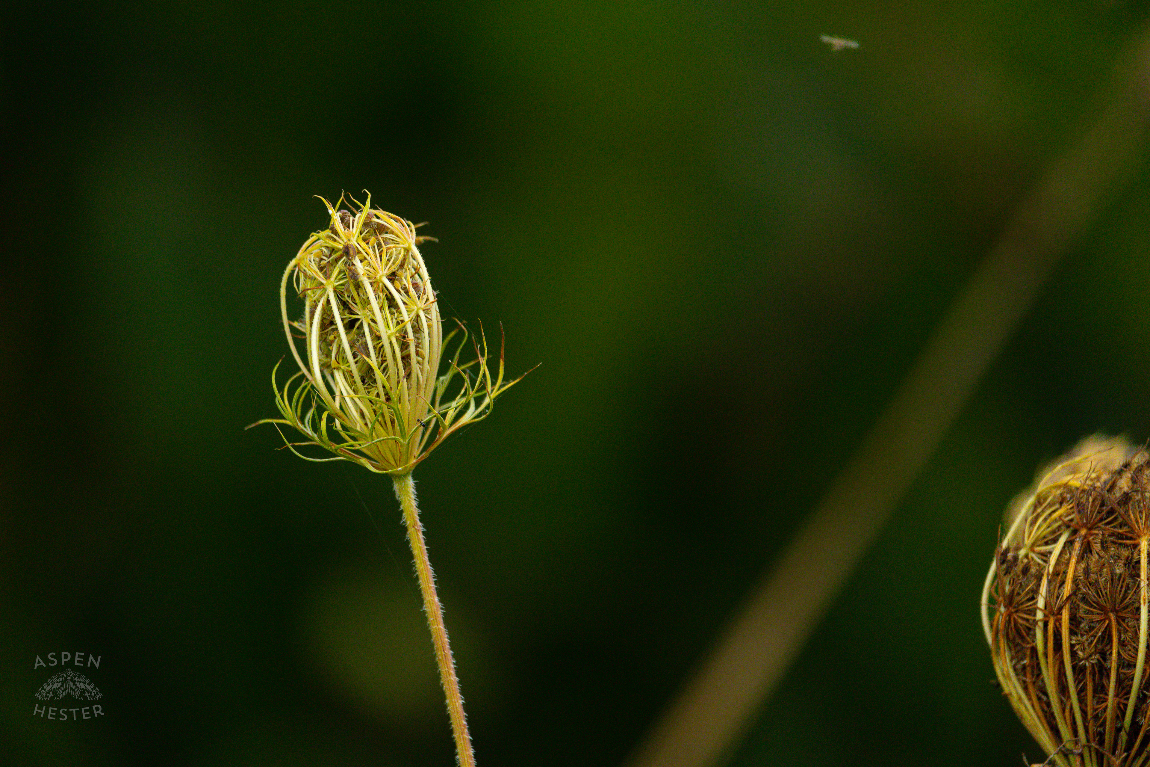Queen Anne's Lace in Wendell Moore Park. August 12th, 2024/Aspen Hester