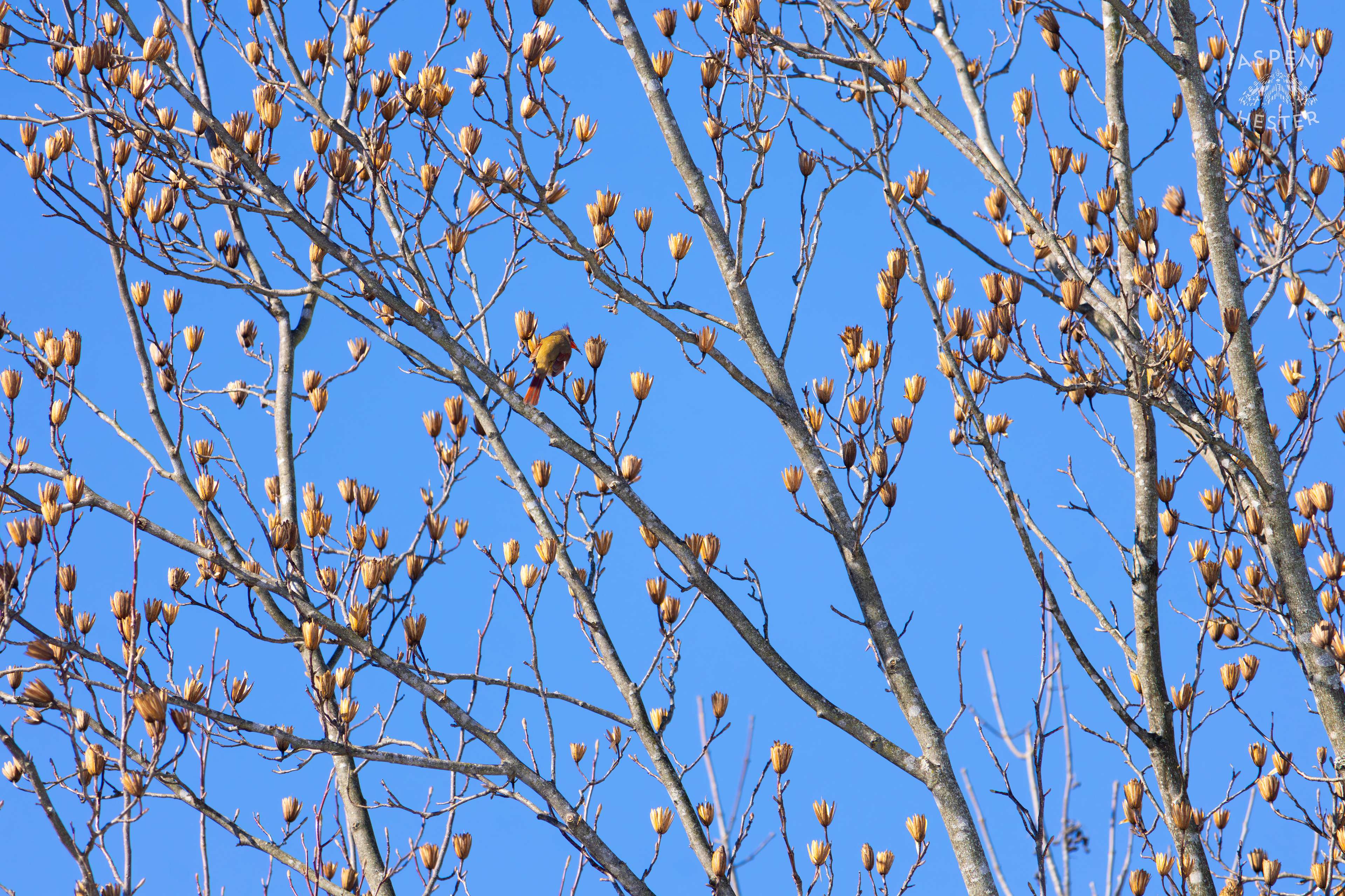 A Bright Female Cardinal Sits in A Tulip Tree in my Backyard. January 13th, 2025/Aspen Hester